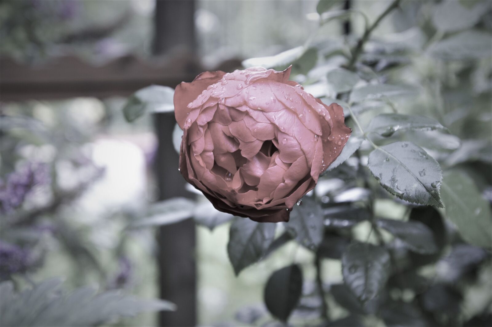 KONICA MINOLTA DYNAX 7D sample photo. Flower, sad, plant photography
