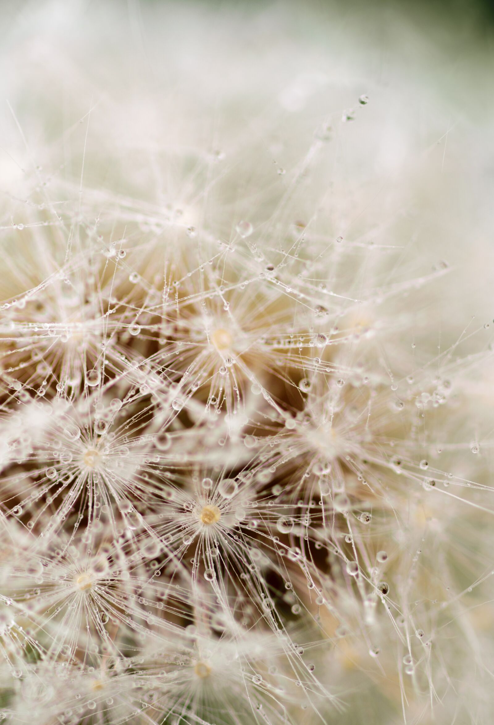 Nikon D5300 sample photo. Dandelion, flower, nature photography