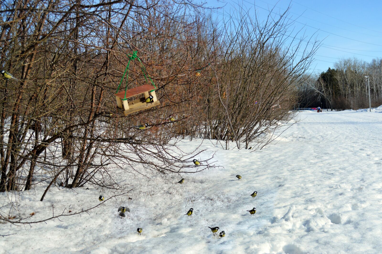 Nikon D3200 sample photo. Spring, birds, tit photography