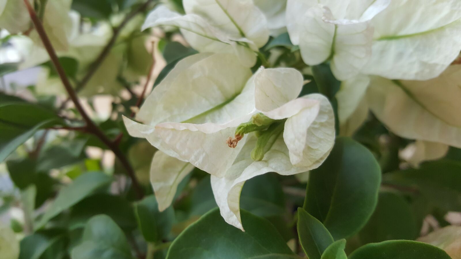 Samsung Galaxy Note5 sample photo. Flower, white, white flowers photography