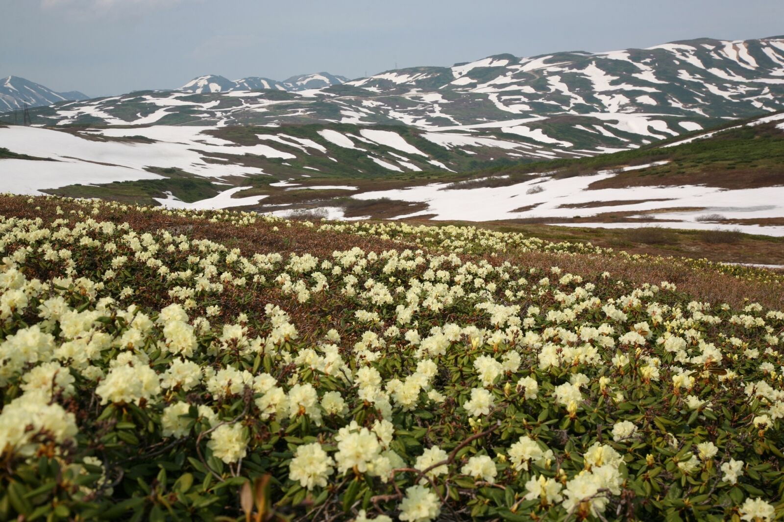 Canon EOS 5D sample photo. Flowers, rhododendrons, mountains photography