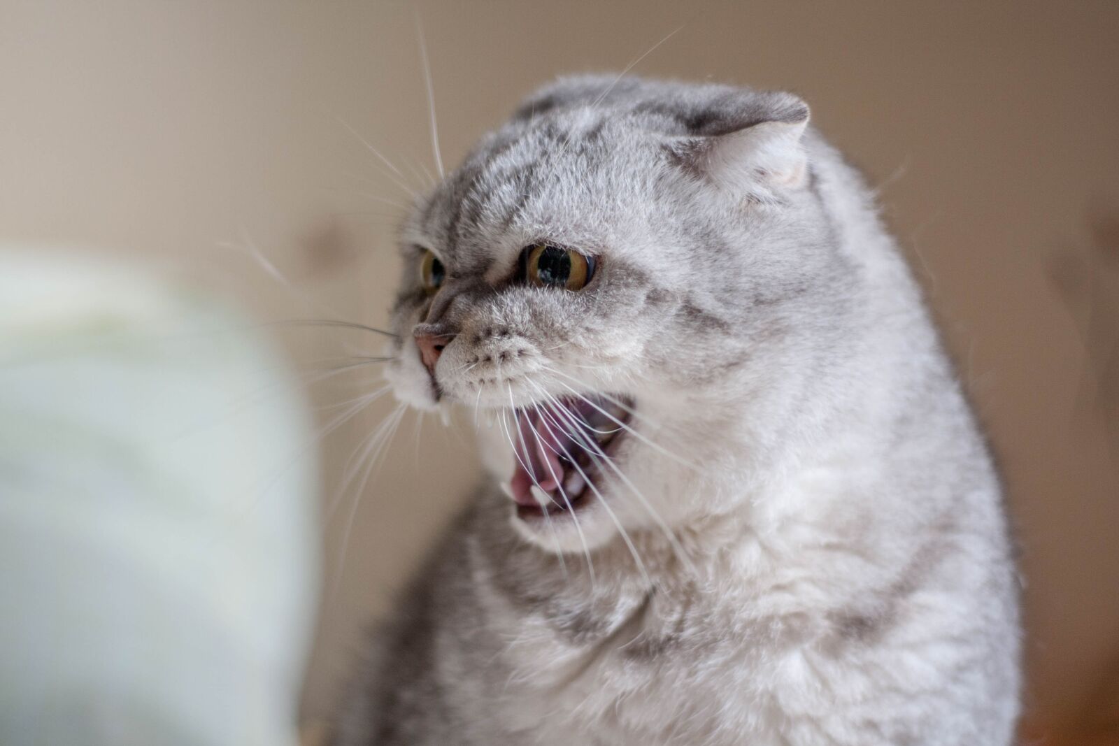 Canon EOS 40D sample photo. Cat, evil, closeup photography