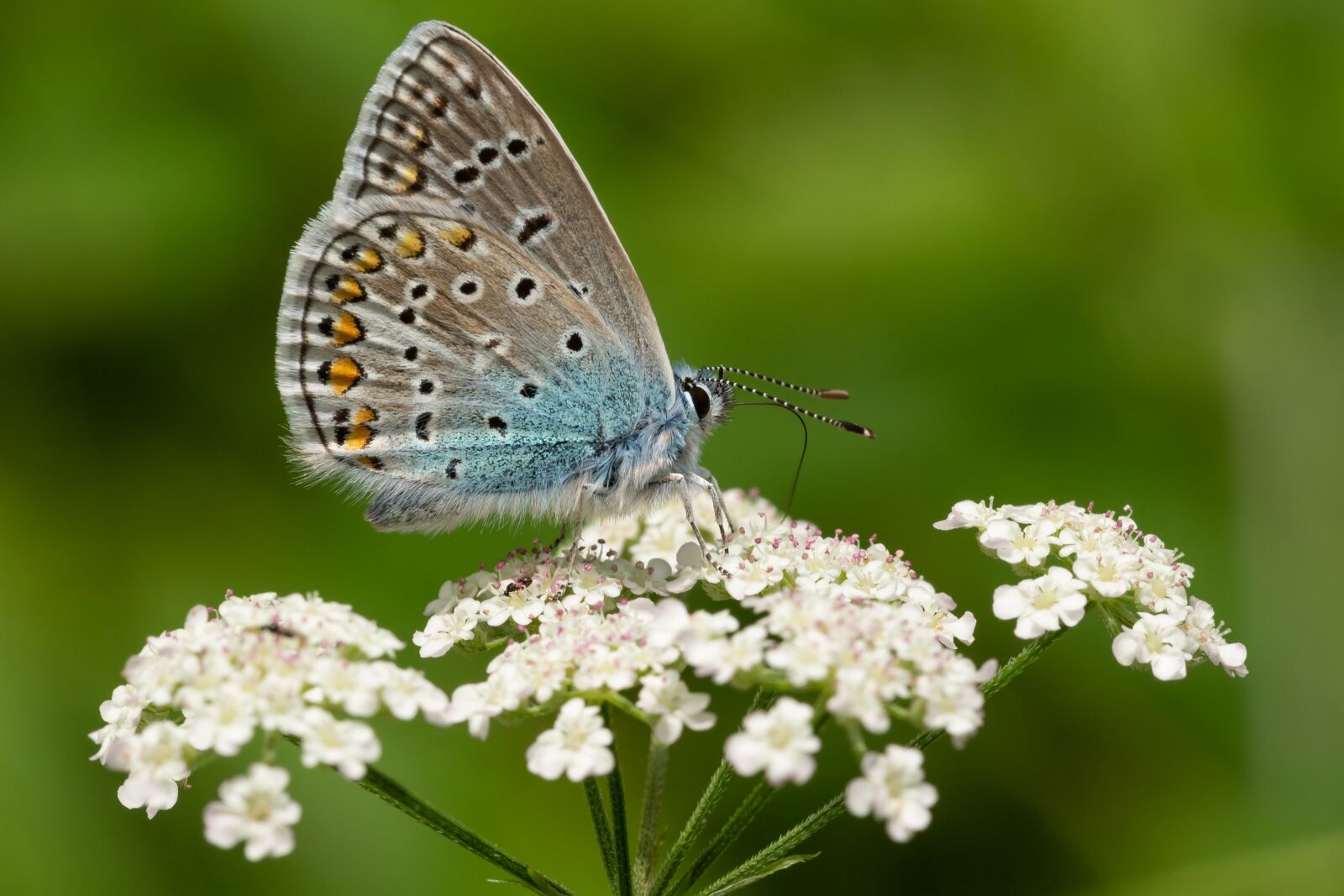 Canon EOS 7D Mark II sample photo. Edelfalter, butterfly, blue photography