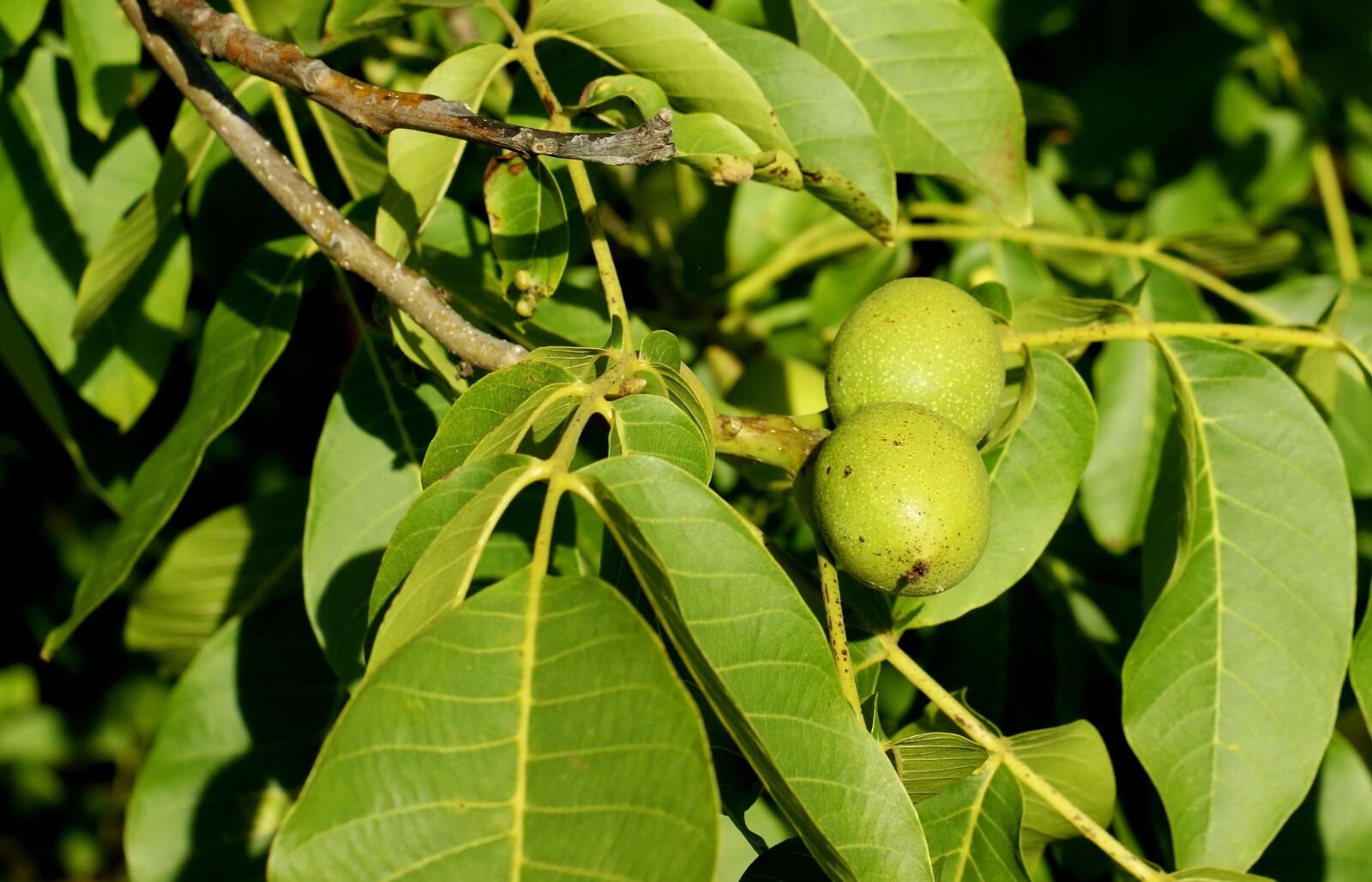 Sony Alpha DSLR-A290 sample photo. Walnut, organic, almonds photography
