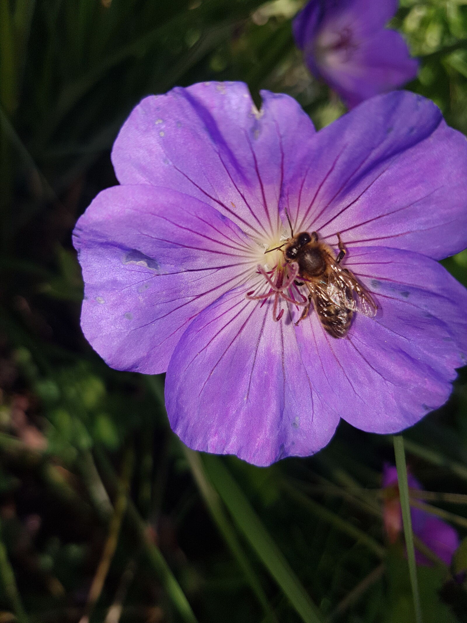 Samsung Galaxy S7 Edge sample photo