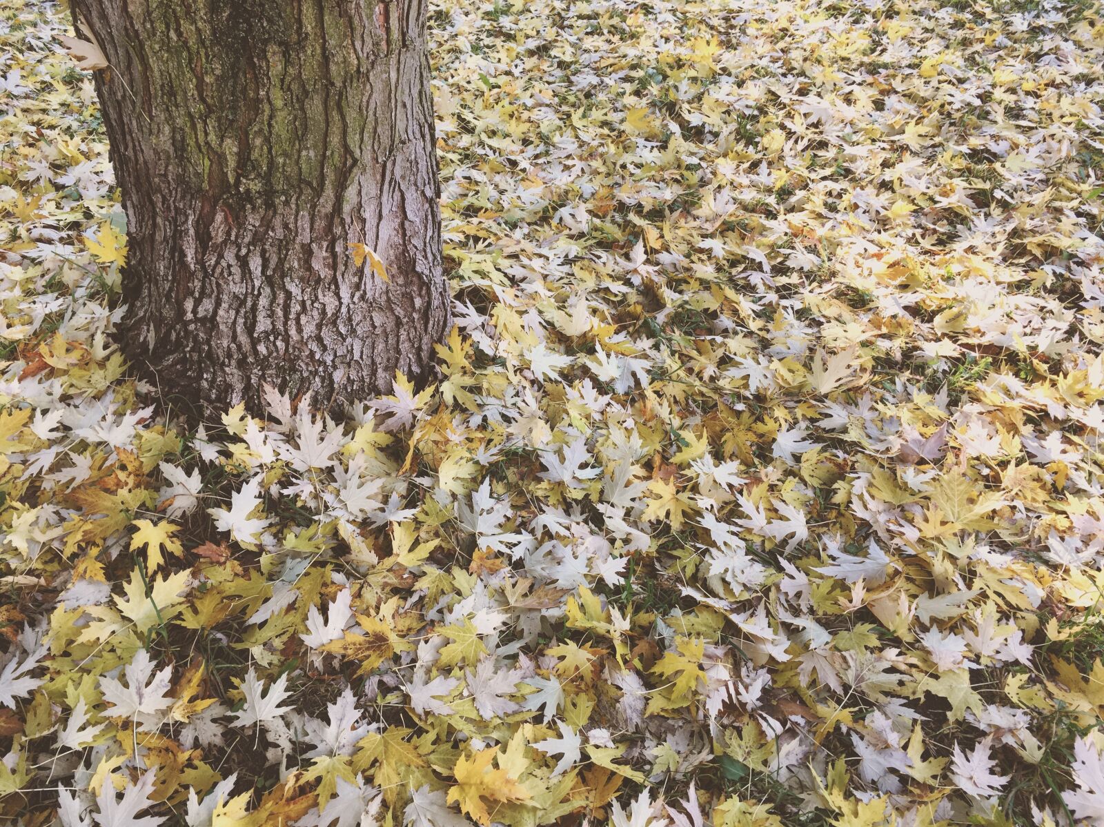 Apple iPhone 6s sample photo. Autumn, leaves, yellow photography