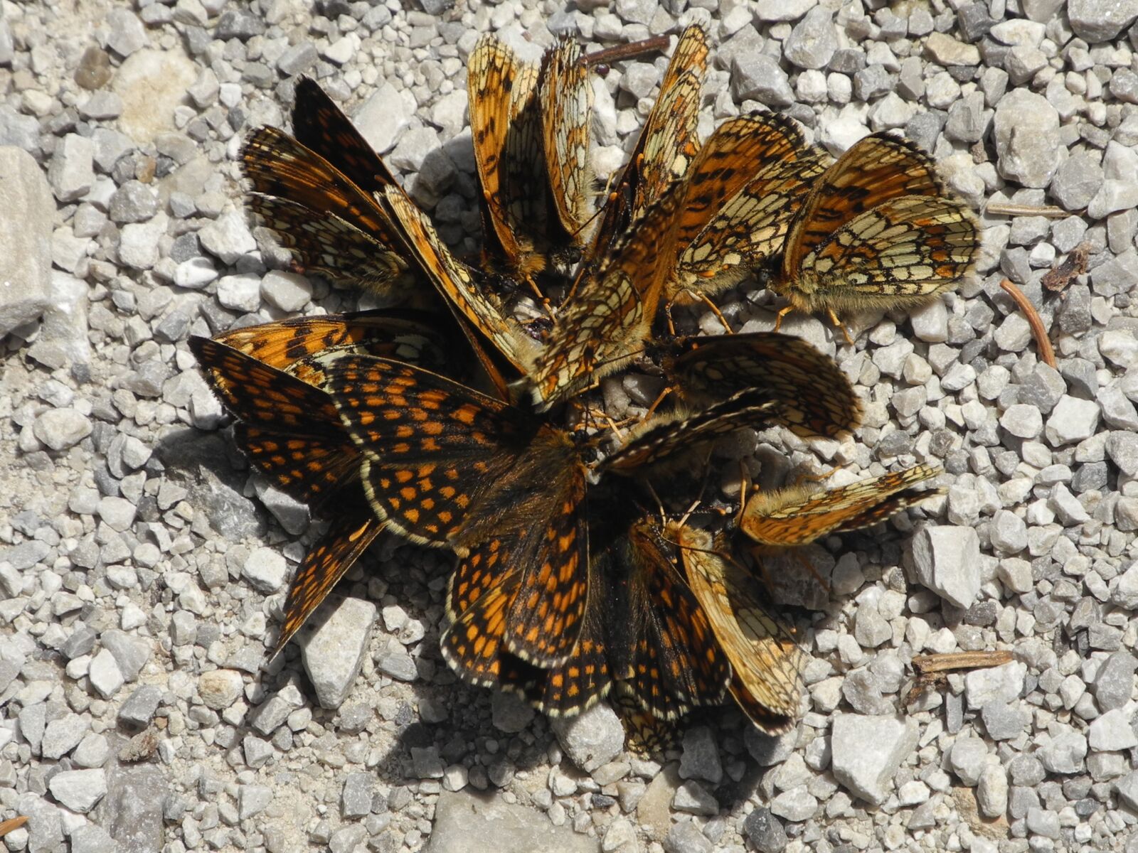 Nikon Coolpix P7000 sample photo. Butterflies, orange, butterfly photography