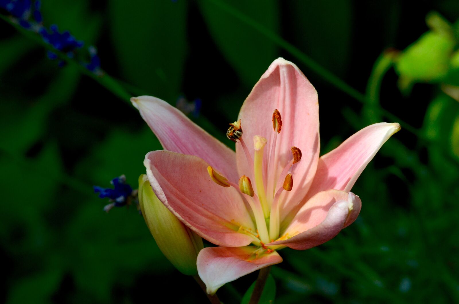 Nikon D5100 sample photo. Bee, lily, flower photography