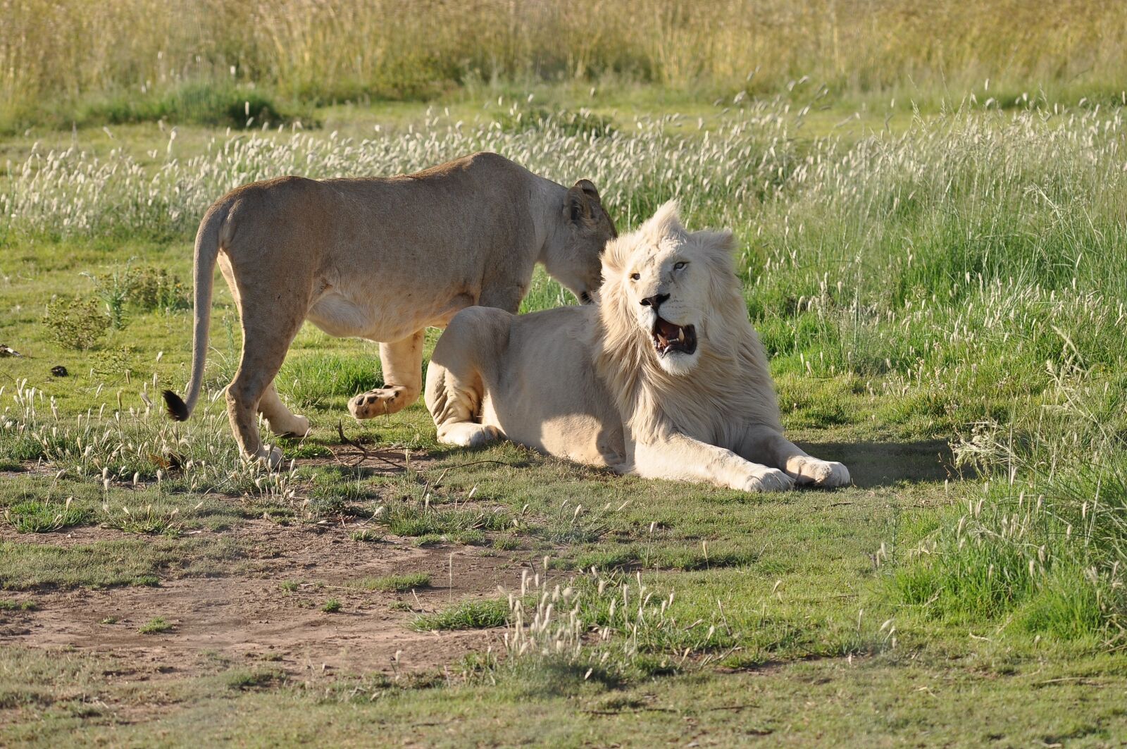 Nikon D90 sample photo. Mammal, animal, grass photography