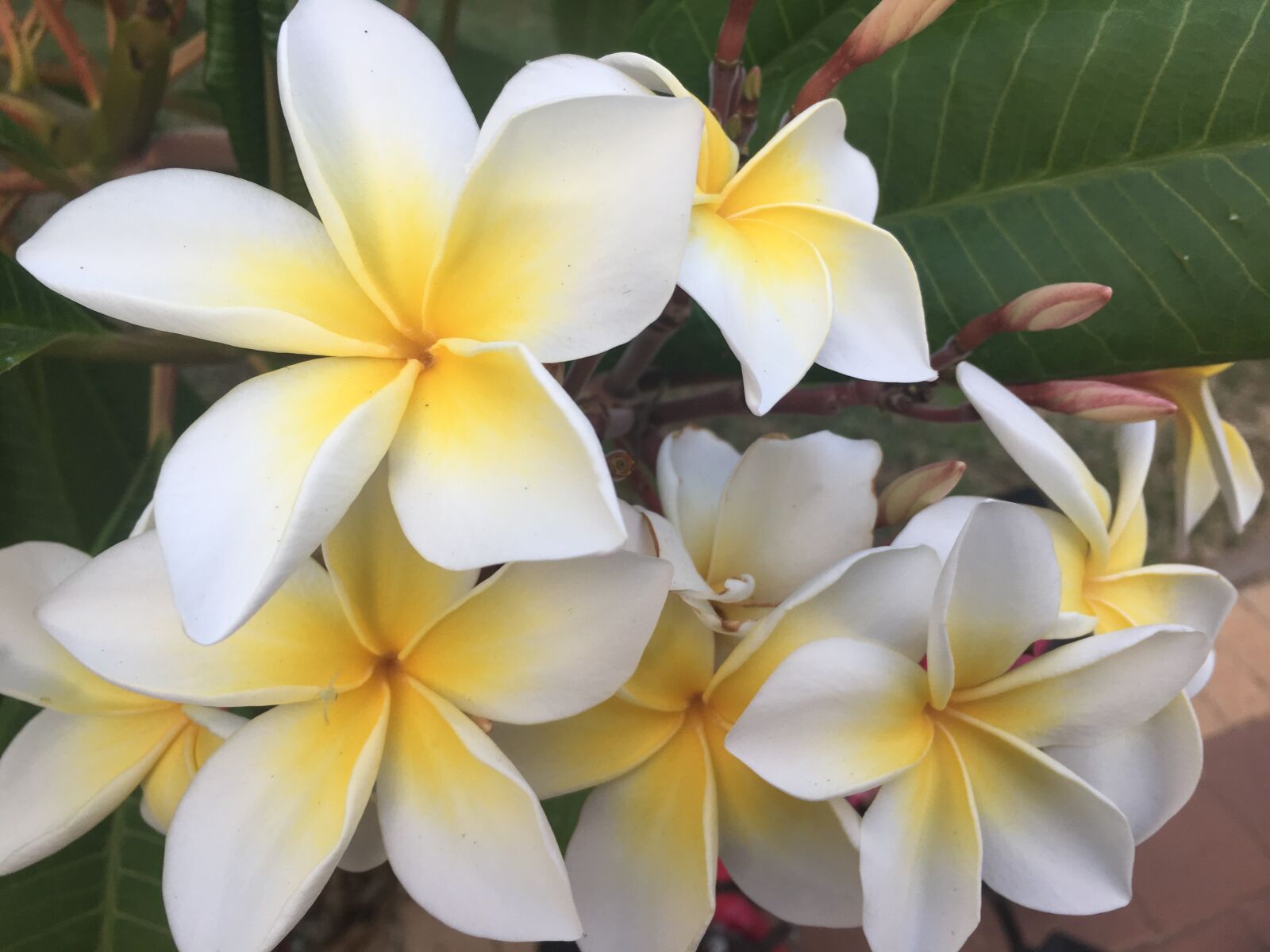 Apple iPhone 6s Plus sample photo. White, yellow, flower photography