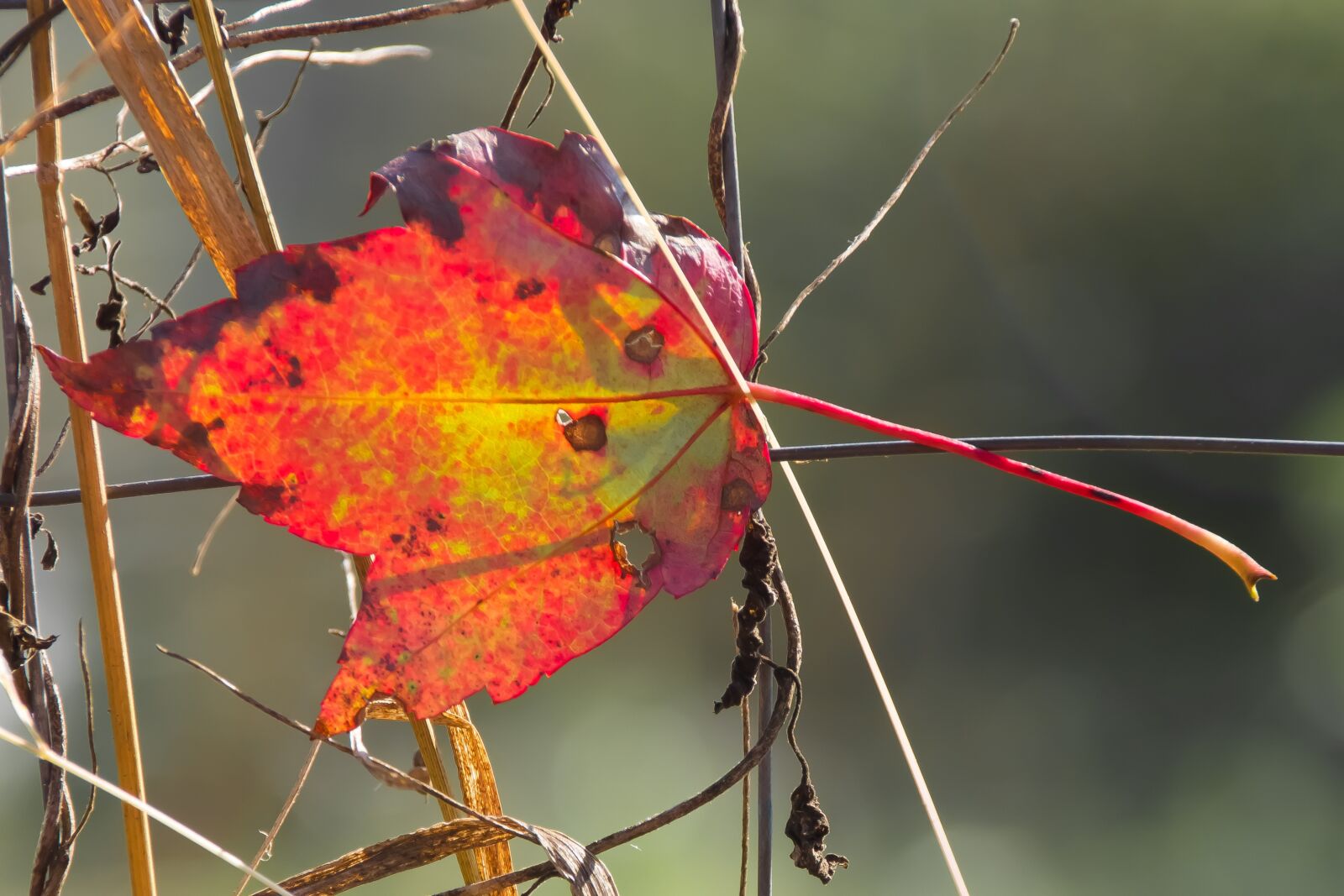 Canon EOS 550D (EOS Rebel T2i / EOS Kiss X4) sample photo. Leaf, fall, autumn photography
