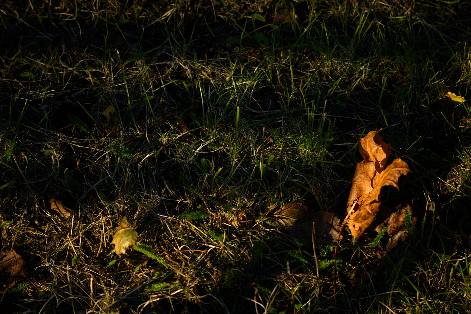 Tamron 150-500mm F5-6.7 Di III VC VXD sample photo. Leaf on the grass photography