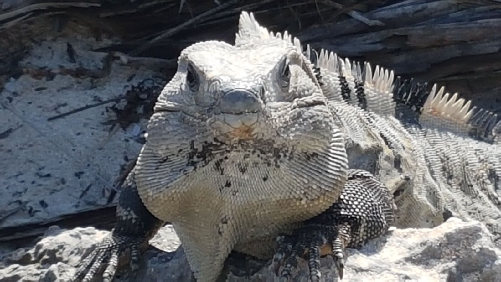 Samsung Galaxy S7 sample photo. Iguana, yucatan, mexico photography