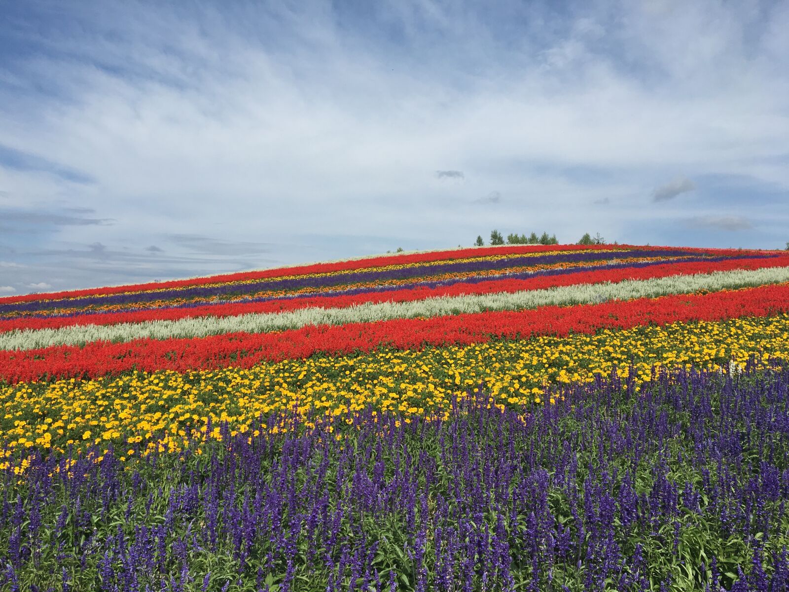 Apple iPhone 6s sample photo. Hokkaido, biei, flower garden photography