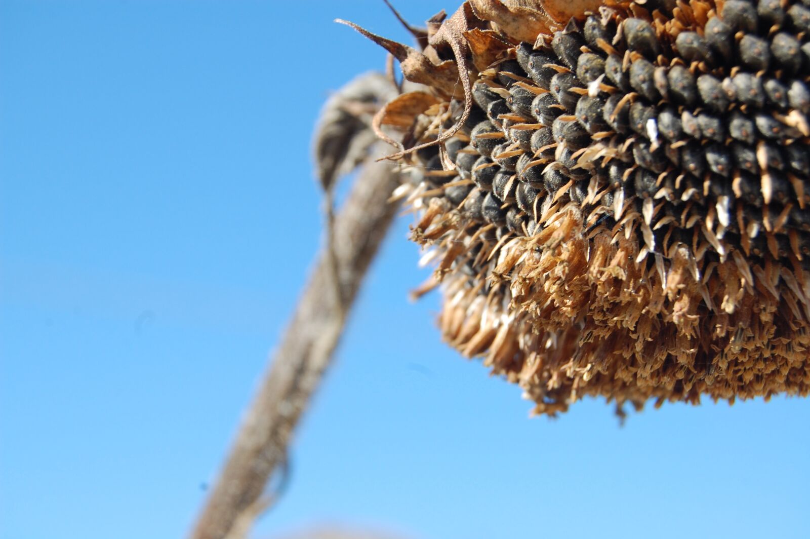 Nikon D40 sample photo. Sunflower, brands, yellow photography