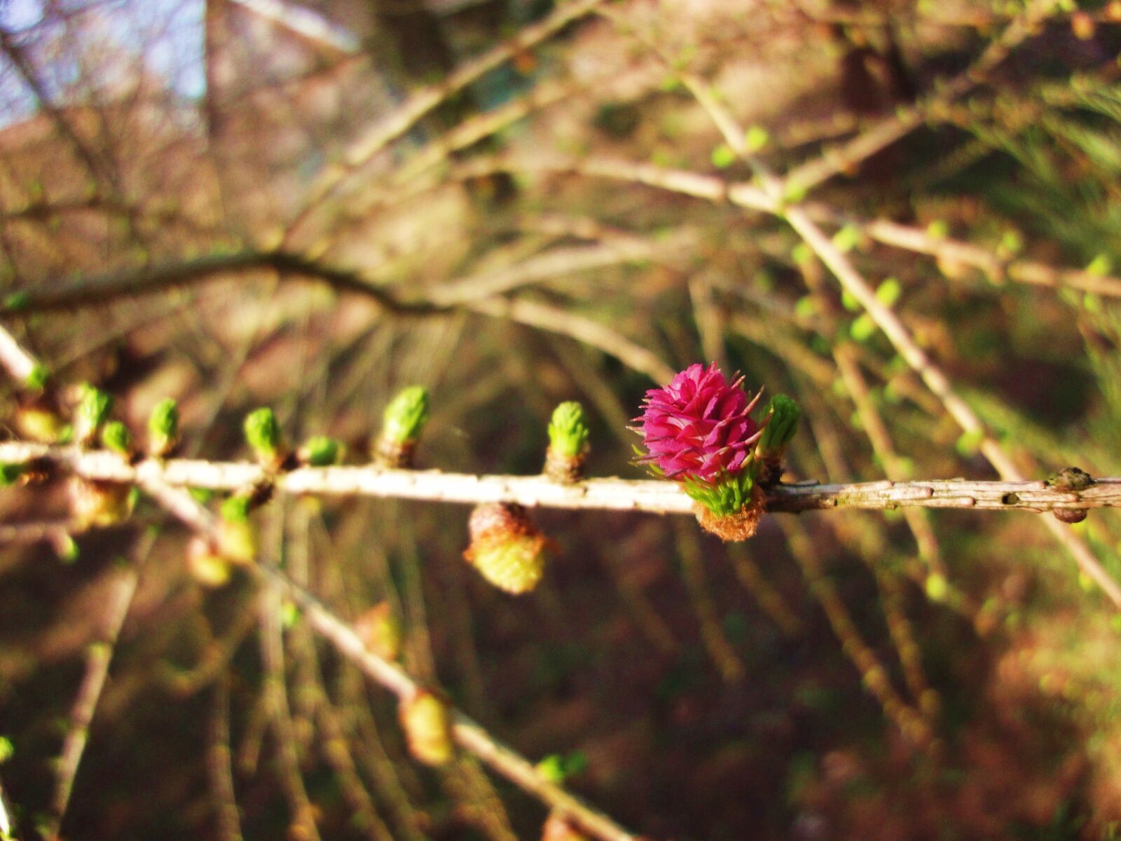 Sony Cyber-shot DSC-WX1 sample photo. Branches, cones, flowers, larch photography
