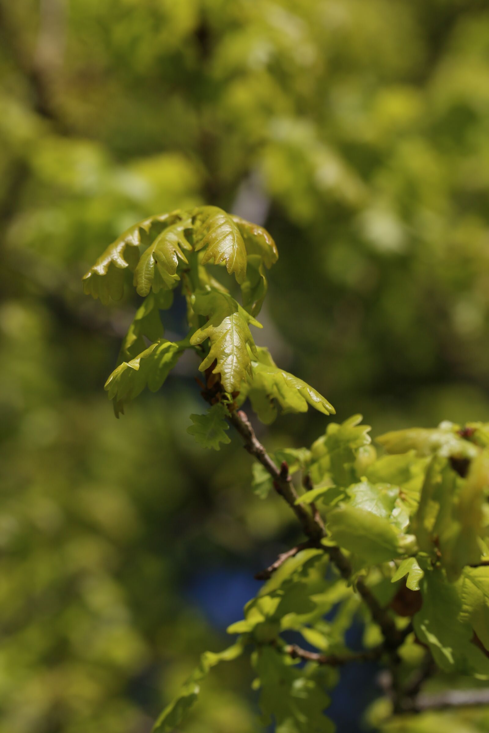 Canon EF 100mm F2.8L Macro IS USM sample photo. Engine, scion, nature photography