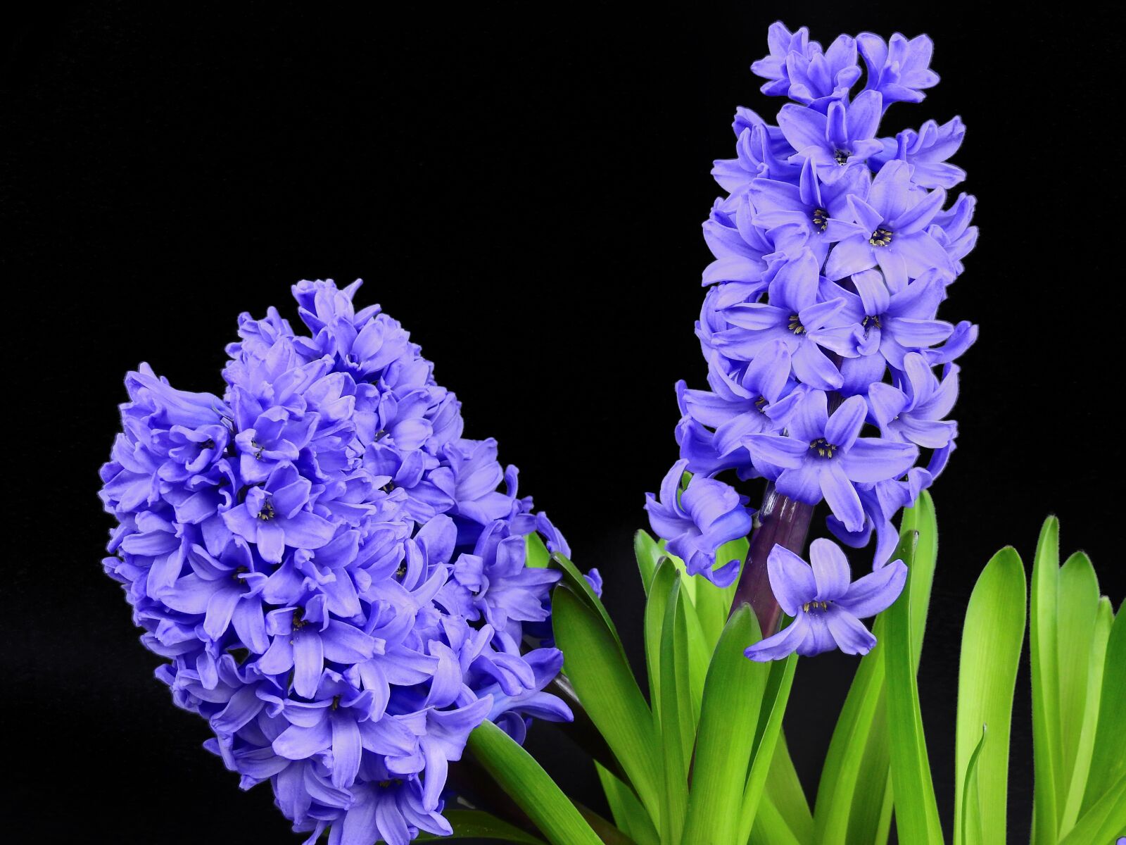 Nikon Coolpix P900 sample photo. Hyacinth, flower, blossom photography