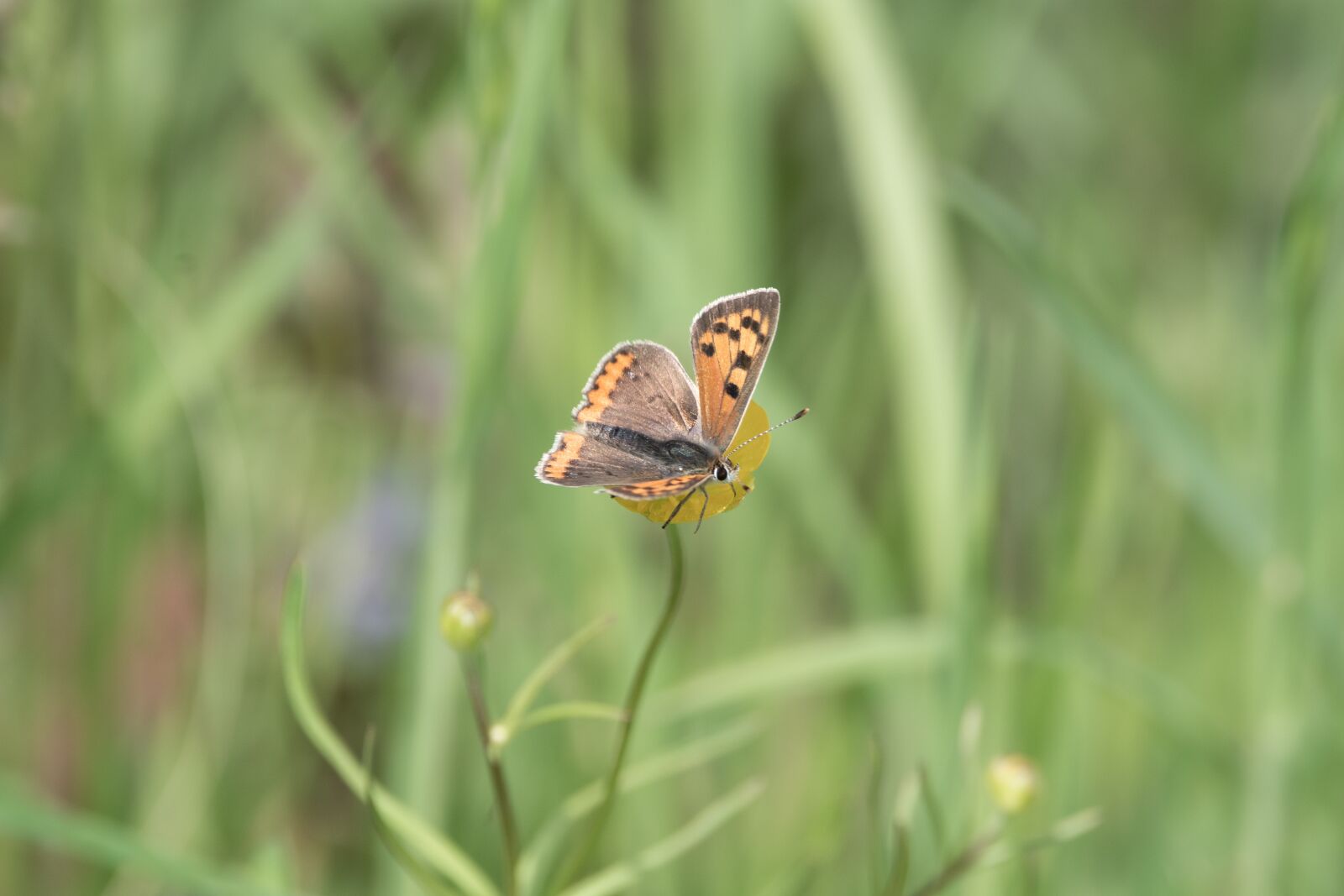 Nikon D7200 sample photo. The large ernok dl photography