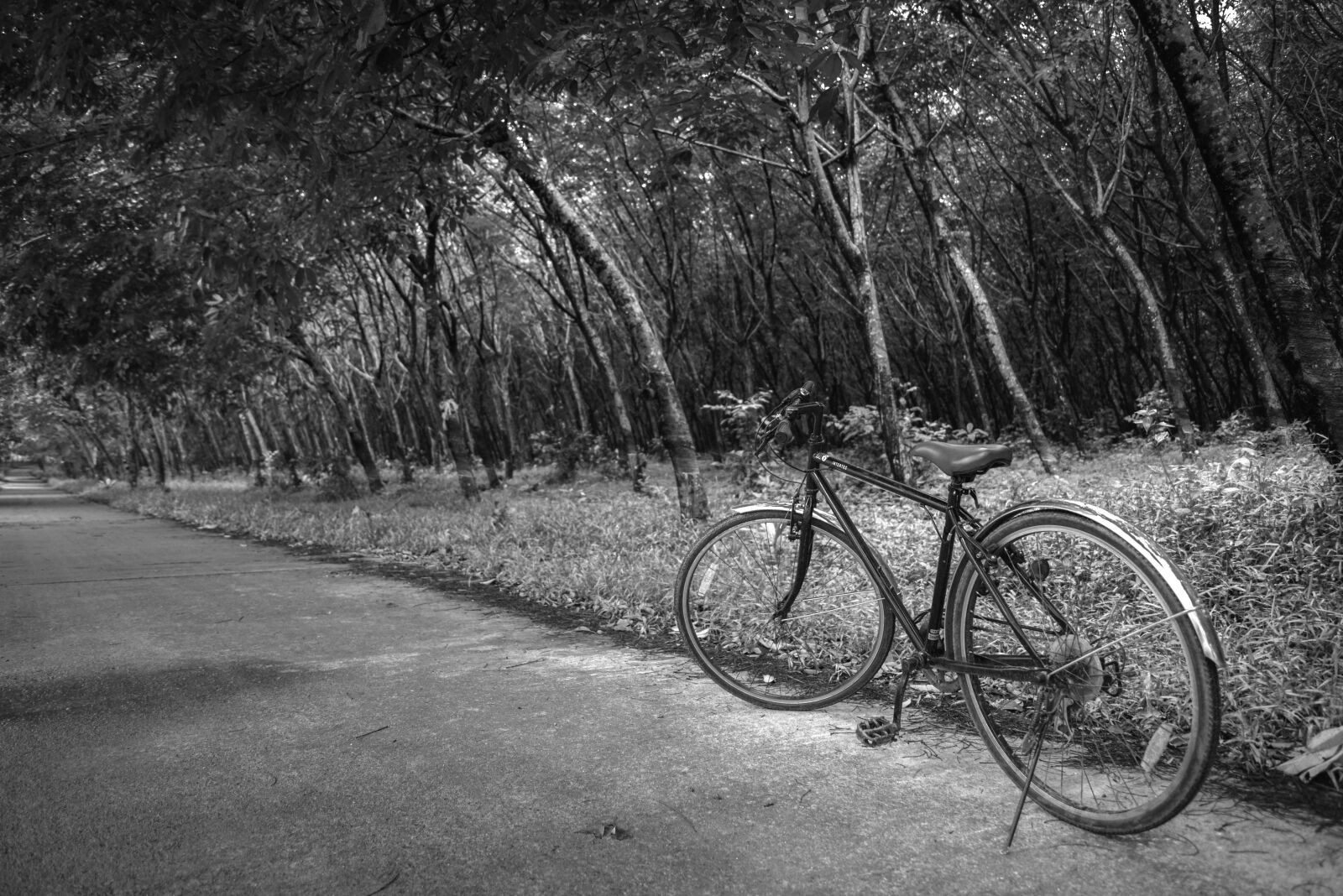 Nikon D610 sample photo. Road, transportation, wheel photography