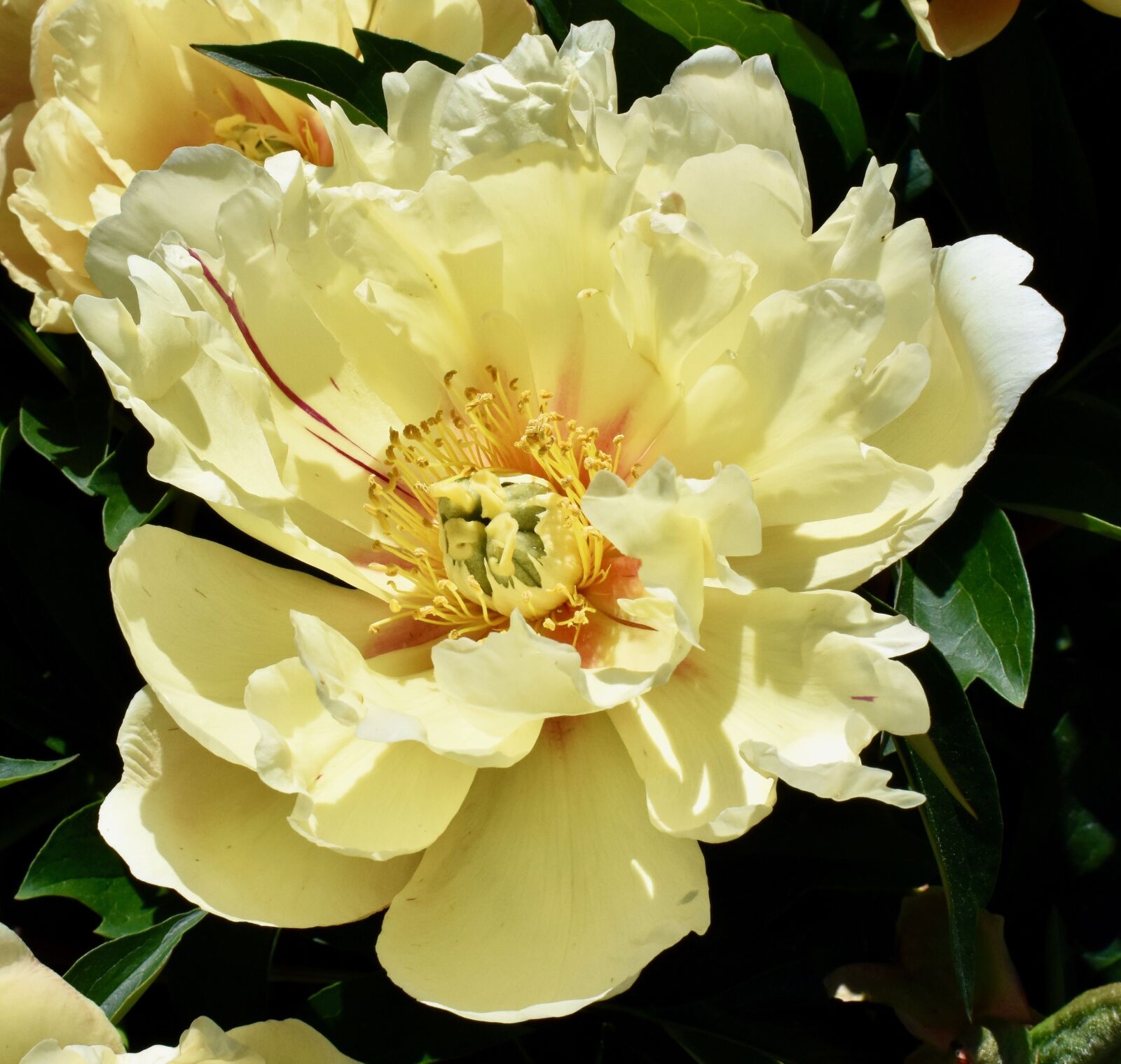 Nikon D5600 sample photo. Yellow, peony, flower photography