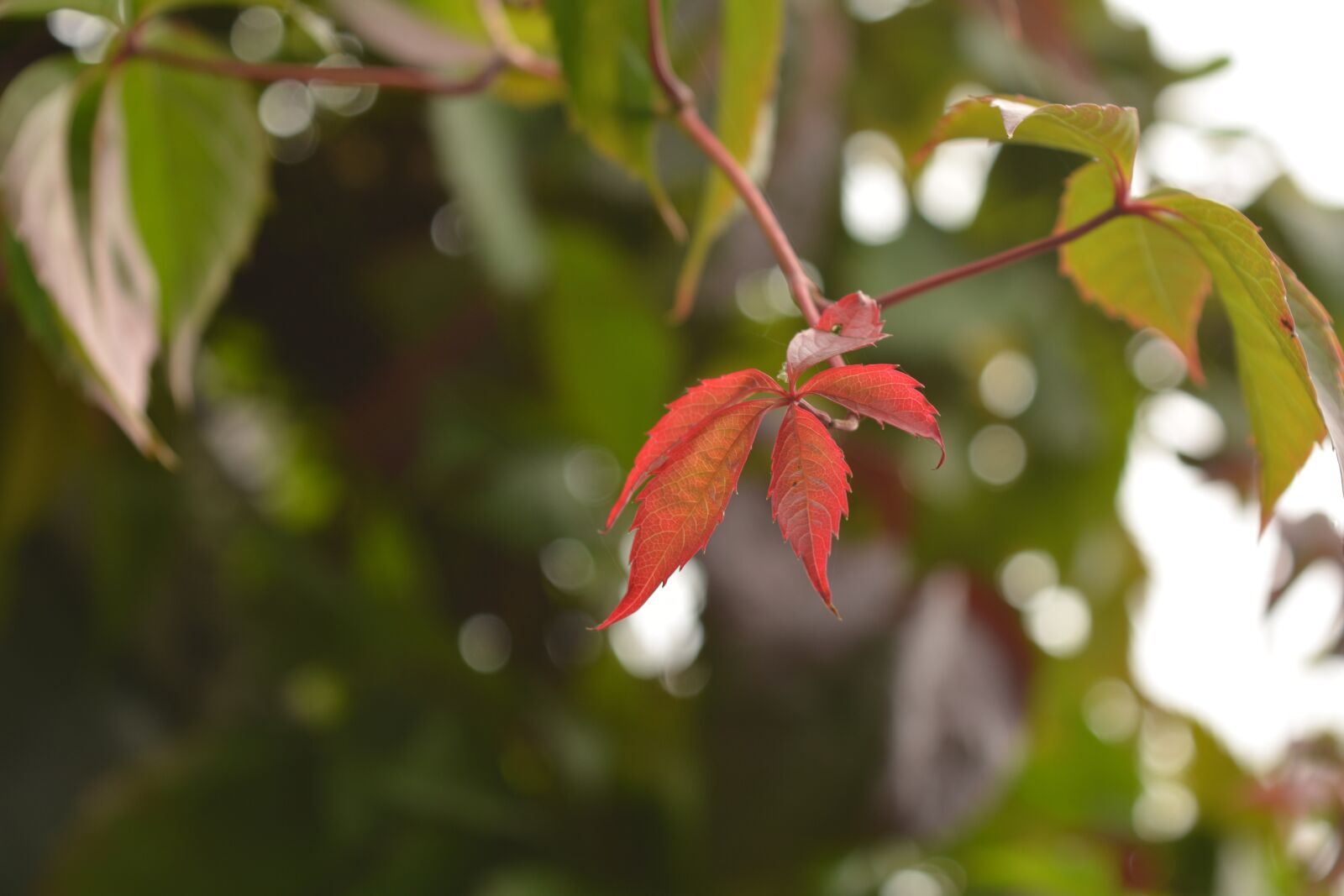 Nikon D5200 sample photo. Tree, leaves, foliage photography