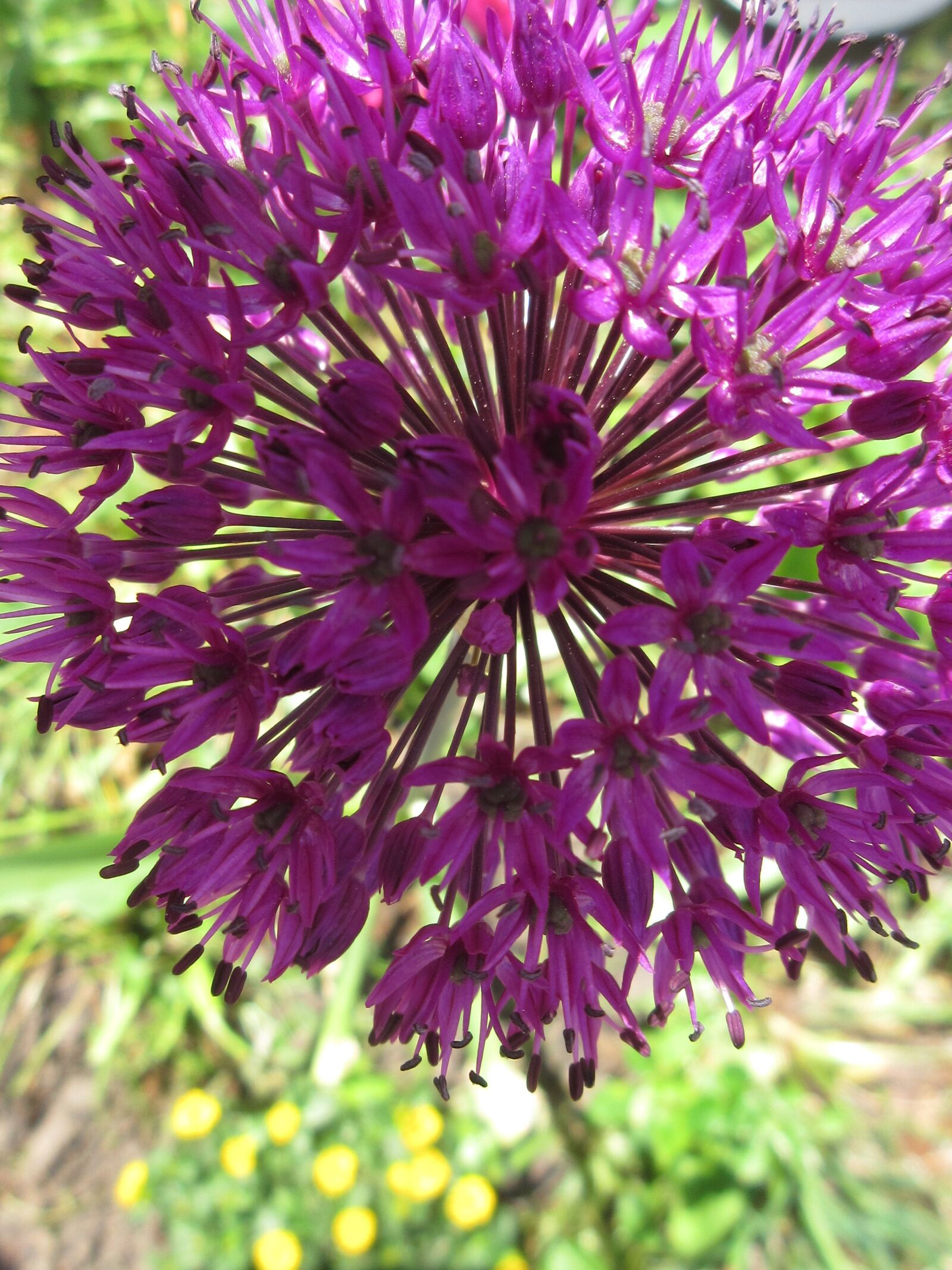 Canon PowerShot ELPH 340 HS (IXUS 265 HS / IXY 630) sample photo. Flowers, garden, ornamental onion photography
