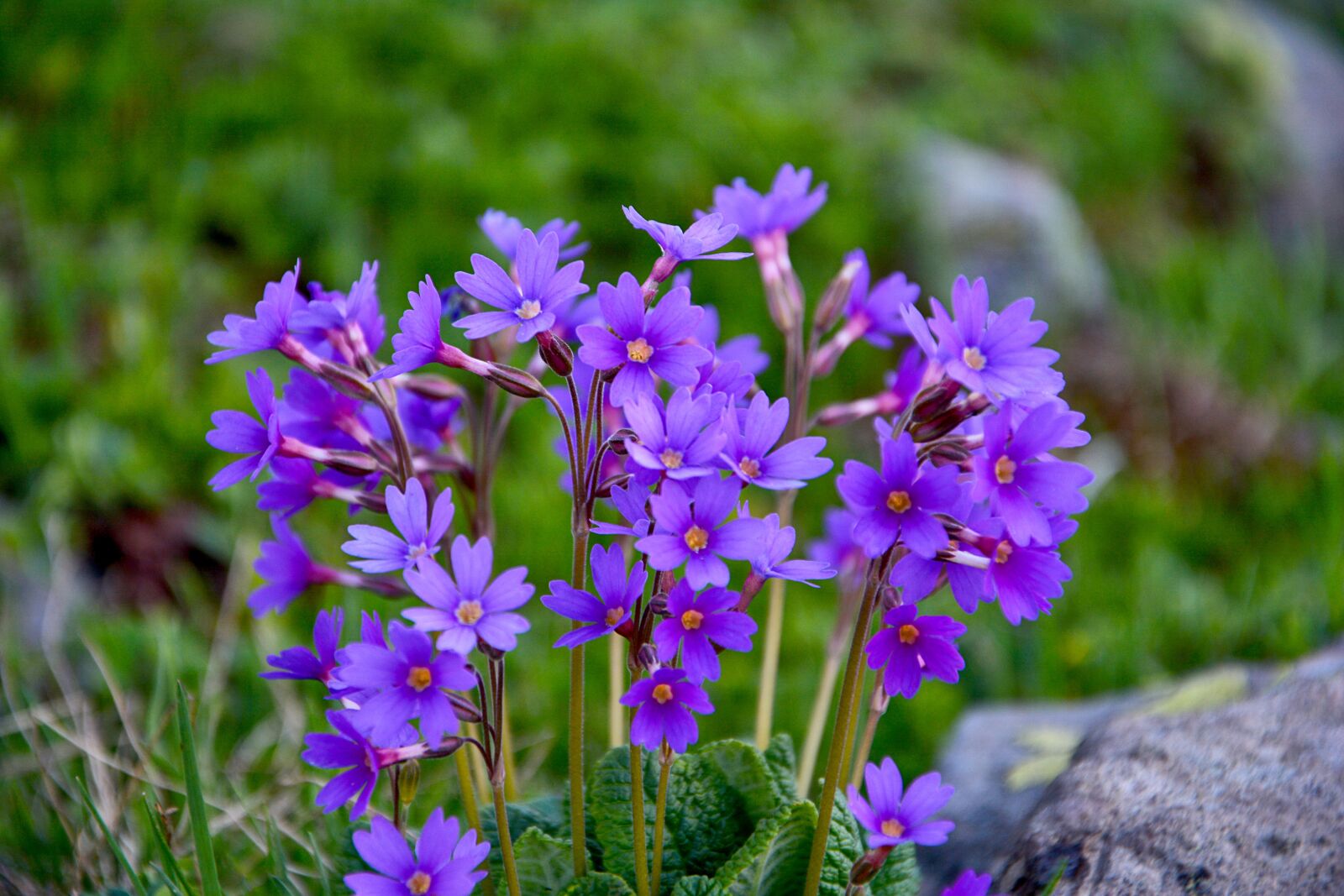 Nikon D7100 sample photo. Flower, nature, macro photography
