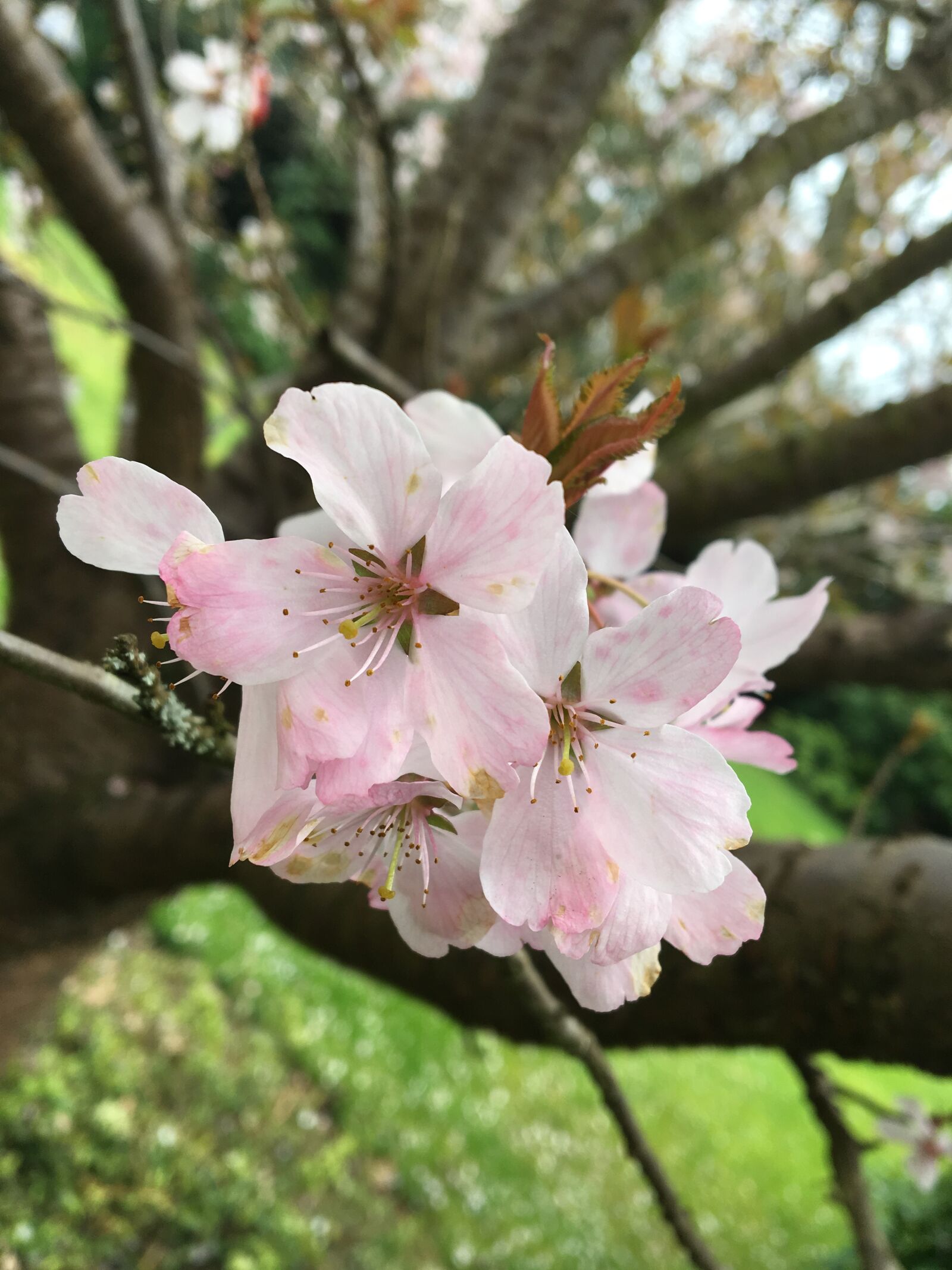 Apple iPhone 6s sample photo. Flower, tree, nature photography