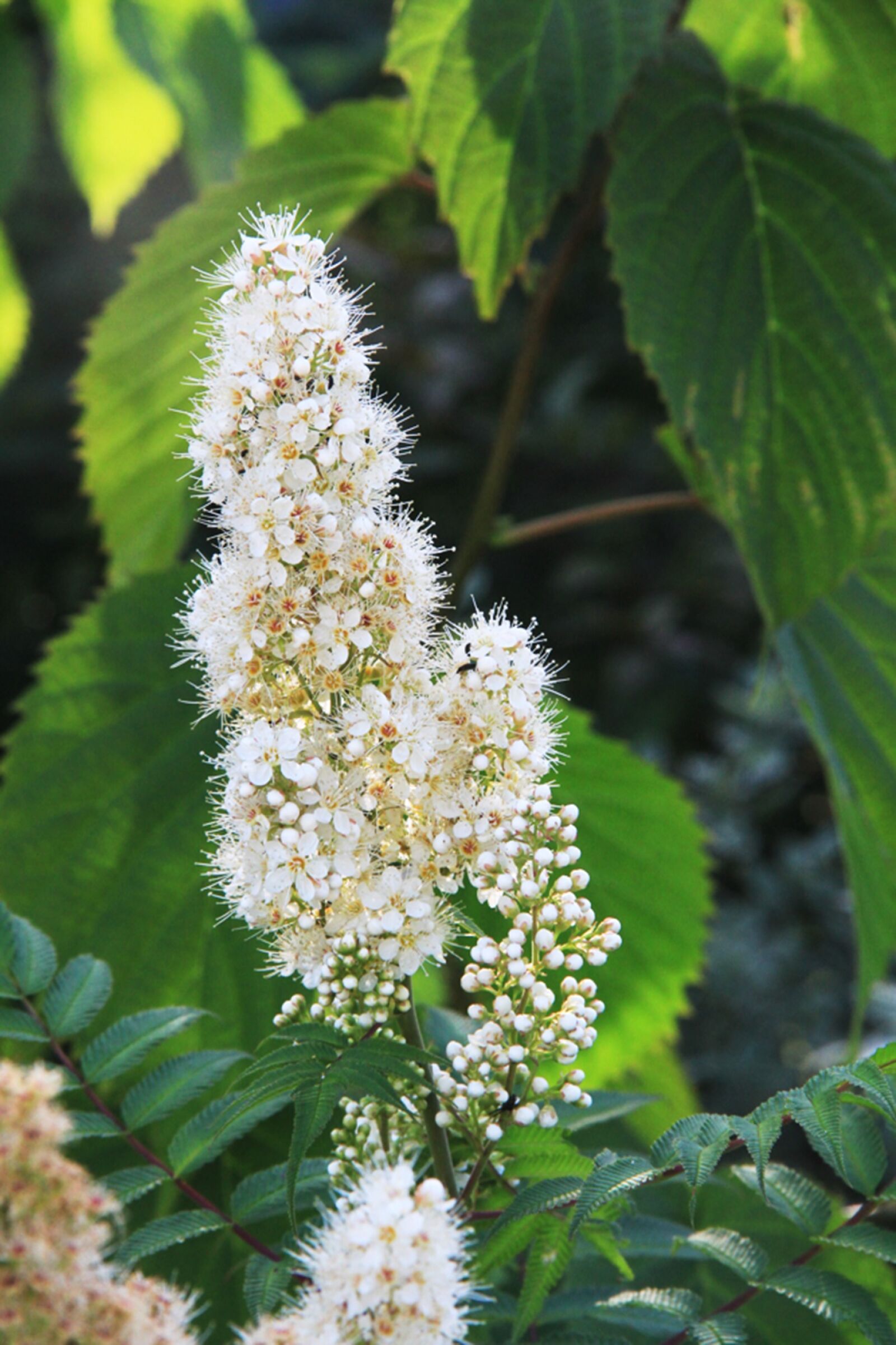 Canon EOS 7D sample photo. Flower, white flower, garden photography