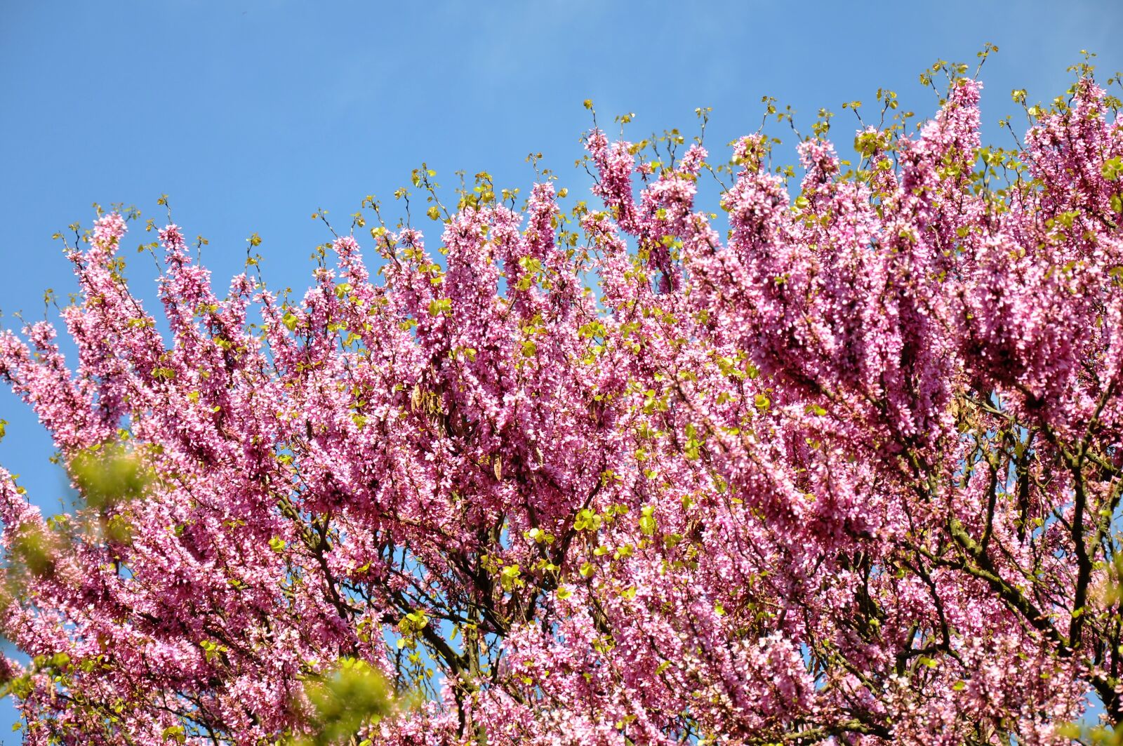 Nikon D90 sample photo. Judas tree, spring, bloom photography