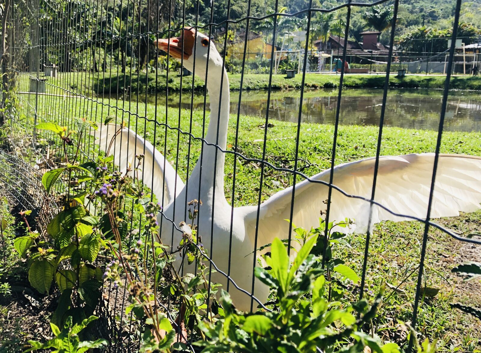 iPhone 8 Plus back dual camera 3.99mm f/1.8 sample photo. Goose, bird, pato photography