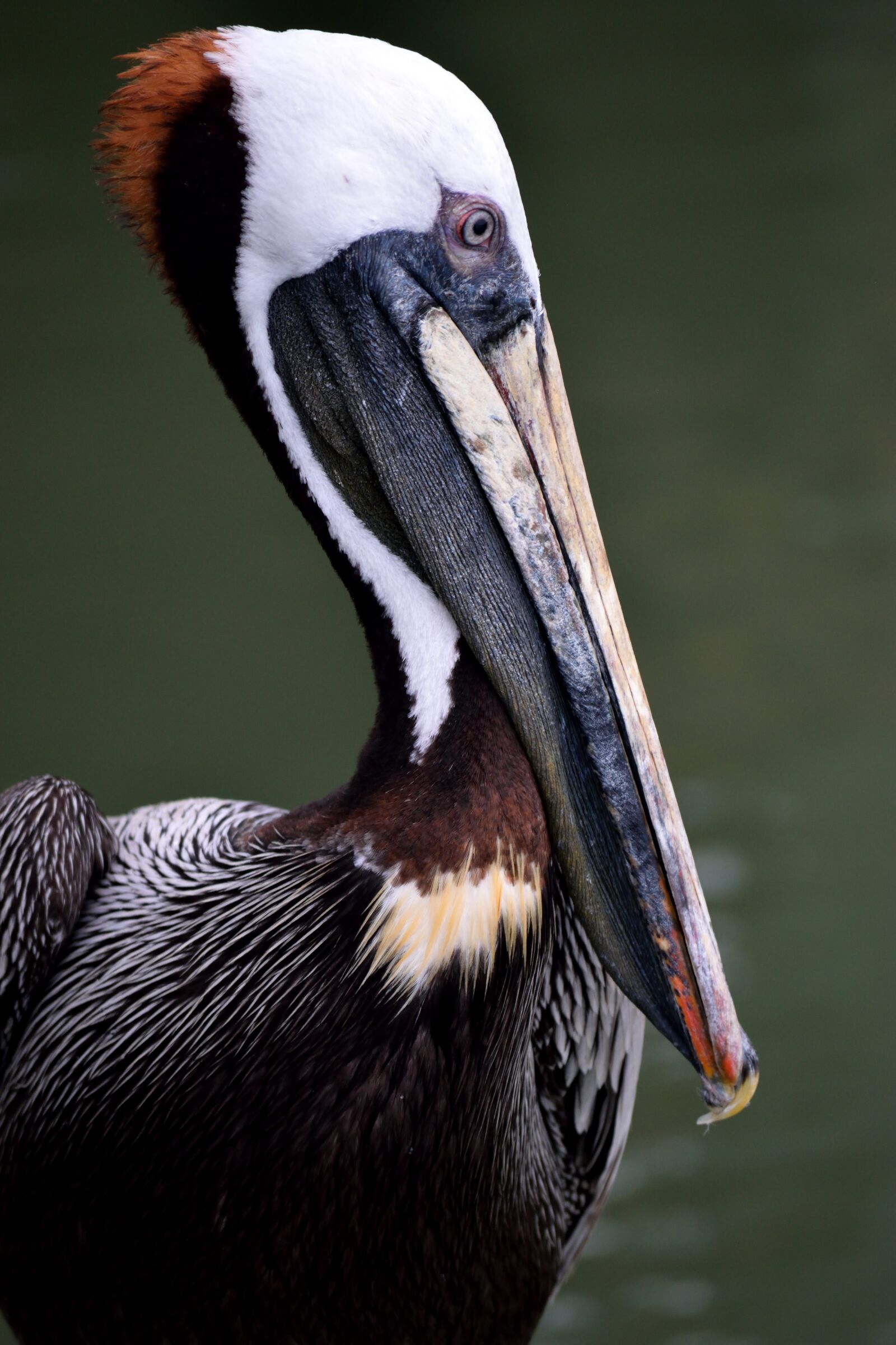 Nikon D3300 sample photo. Brown pelican, wildlife, avian photography