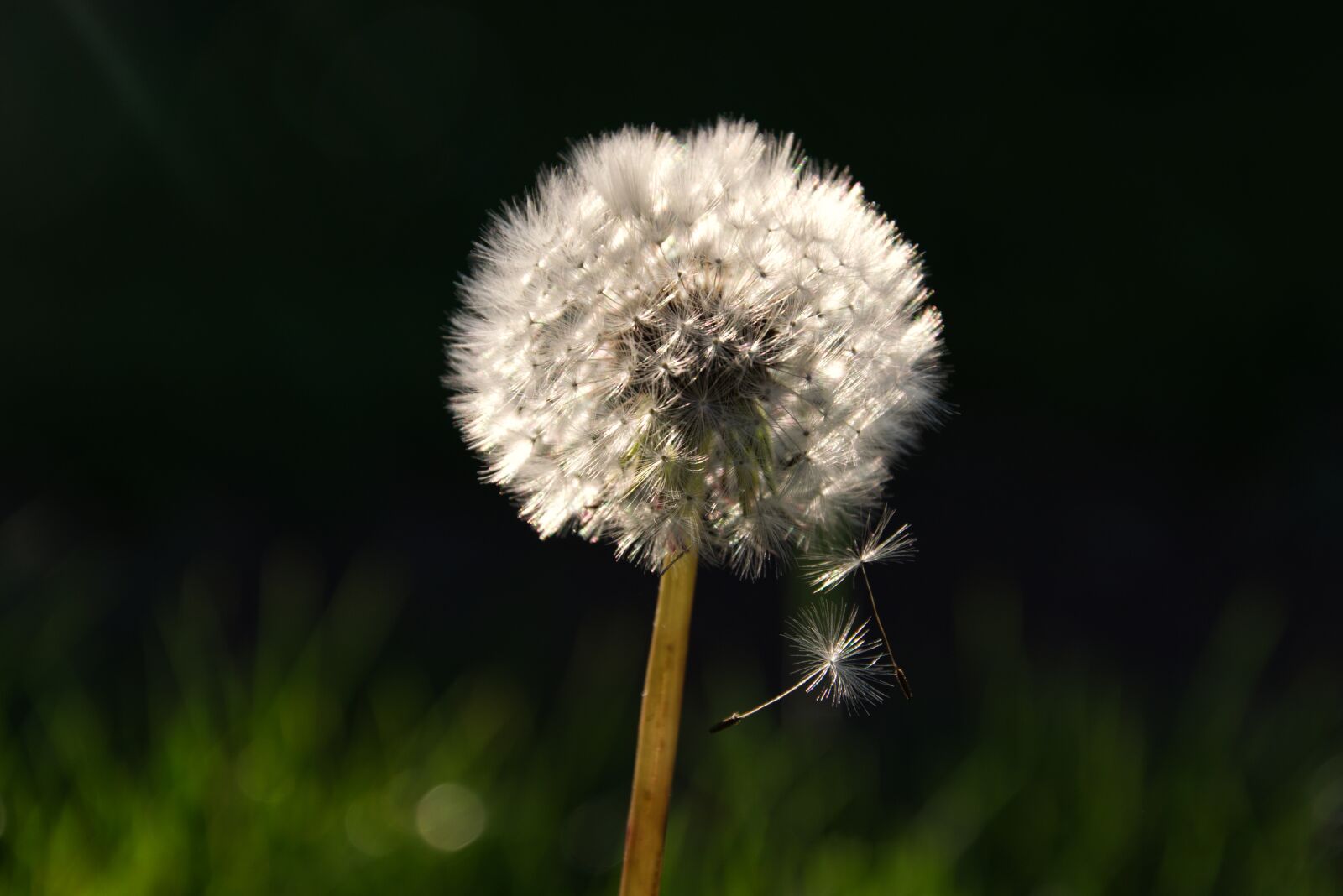 Nikon D5300 sample photo. Dandelion, spring, seeds photography