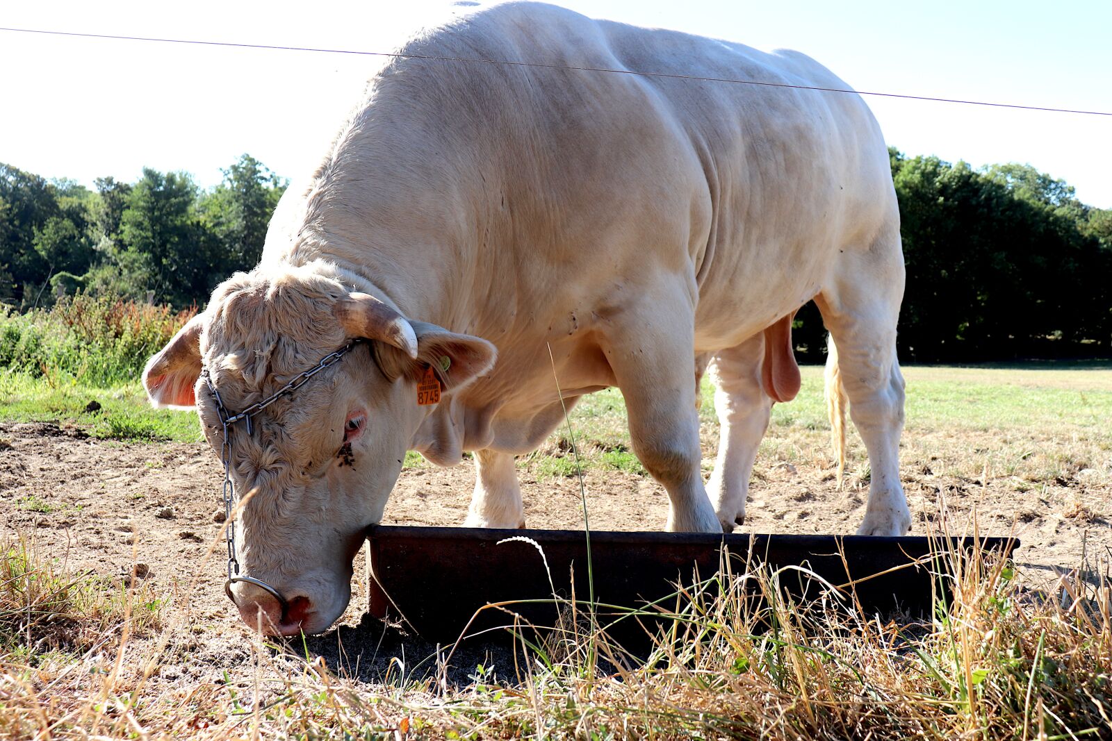 Canon EOS 800D (EOS Rebel T7i / EOS Kiss X9i) + Canon EF-S 18-55mm F4-5.6 IS STM sample photo. Bull, ruminants, horns photography