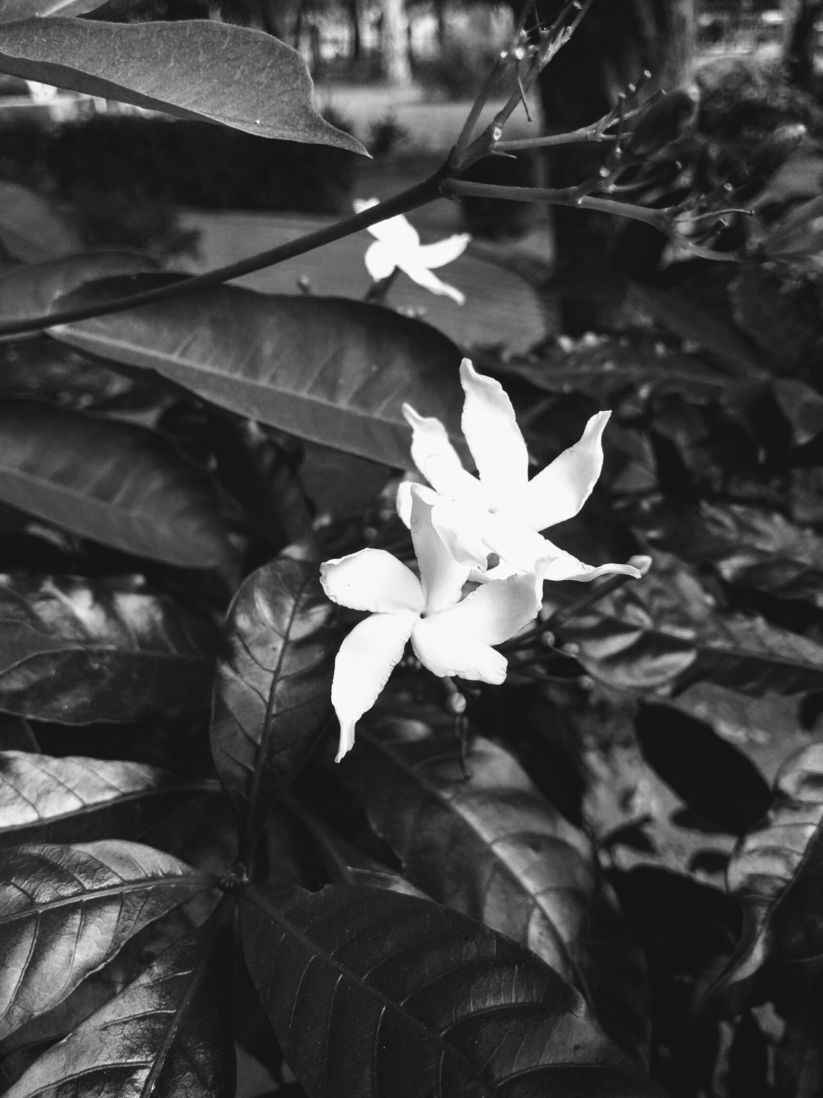 Motorola Moto G Play sample photo. Black, and, white, flower photography