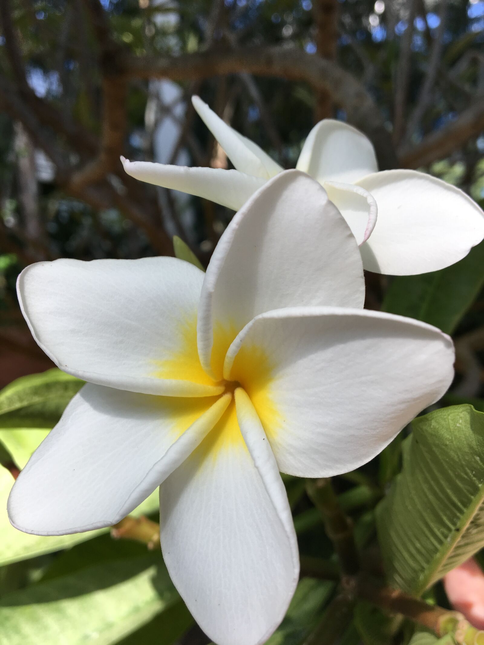 Apple iPhone 6s sample photo. Bali, close, asia photography