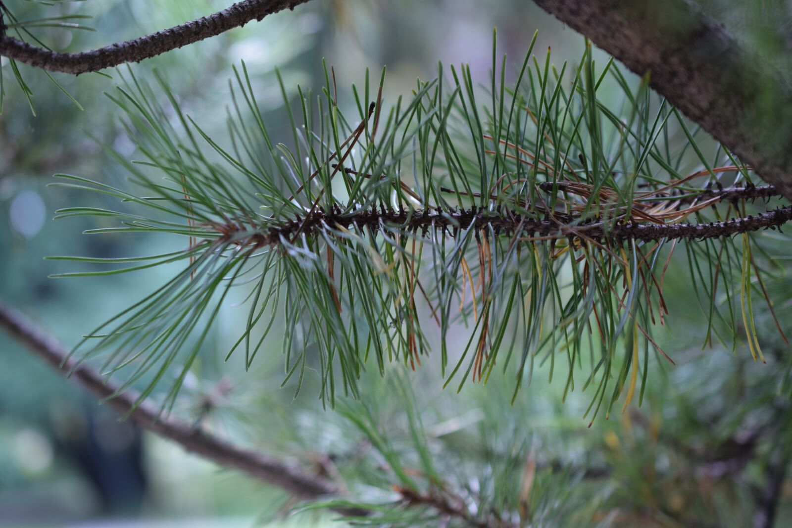 Nikon D3300 sample photo. Mexican pinyon, evergreen tree photography