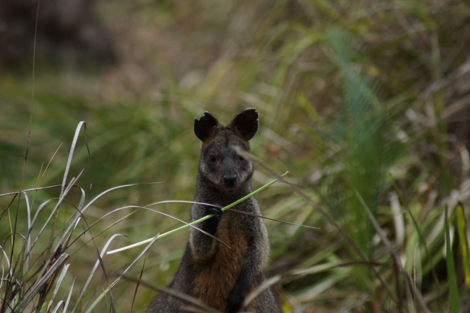 Sony SLT-A58 sample photo. Roo, kangaroo, australia photography