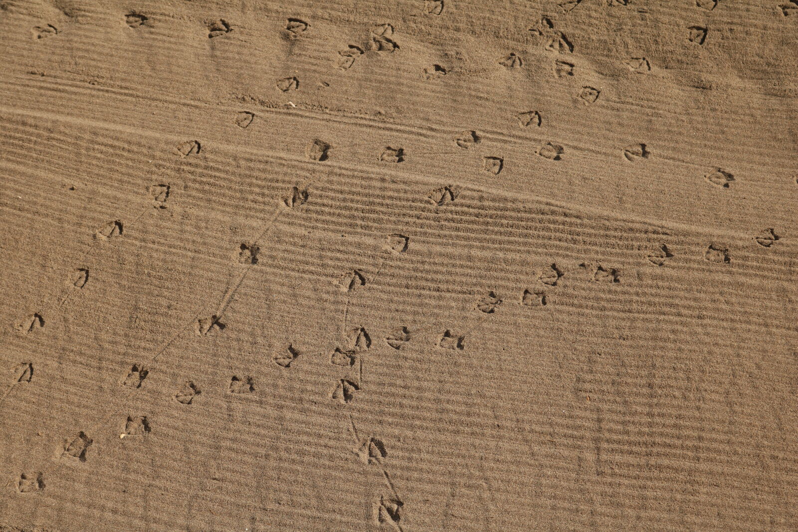 Canon EOS 750D (EOS Rebel T6i / EOS Kiss X8i) sample photo. Beach, bird, sand, texture photography