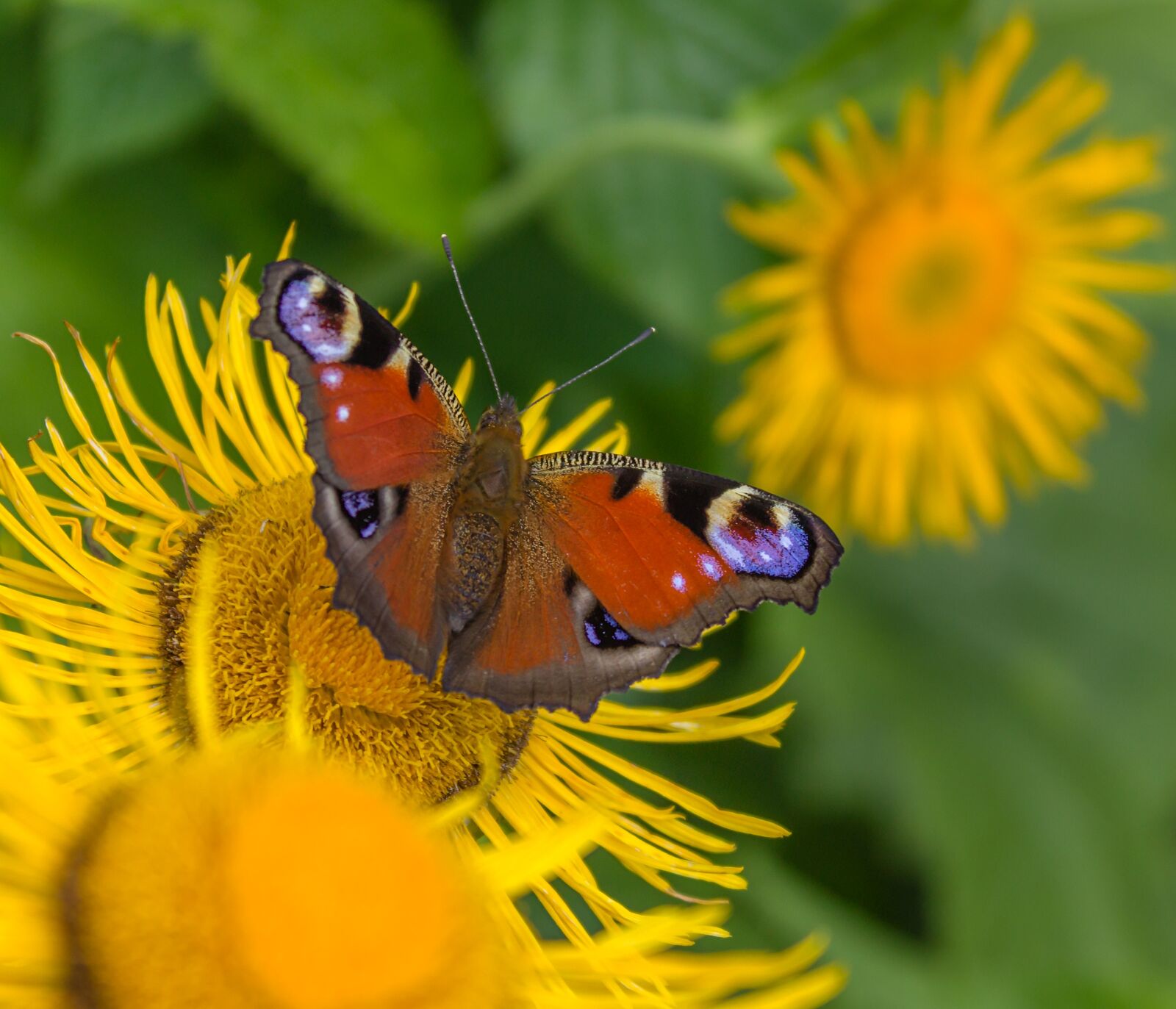 Canon EOS 600D (Rebel EOS T3i / EOS Kiss X5) sample photo. Butterfly, flowers, insects photography