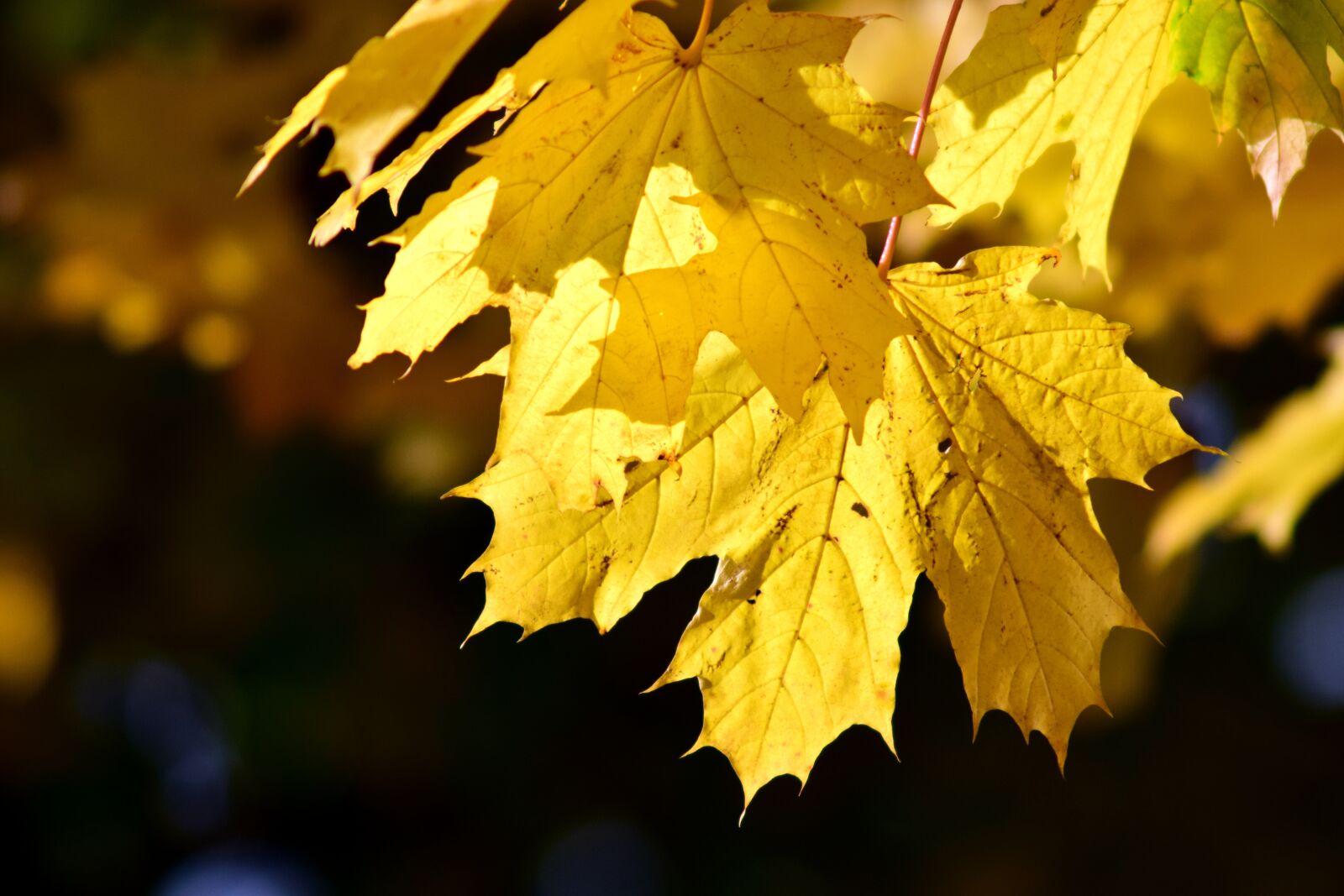Nikon D3300 sample photo. Leaves, autumn, fall foliage photography