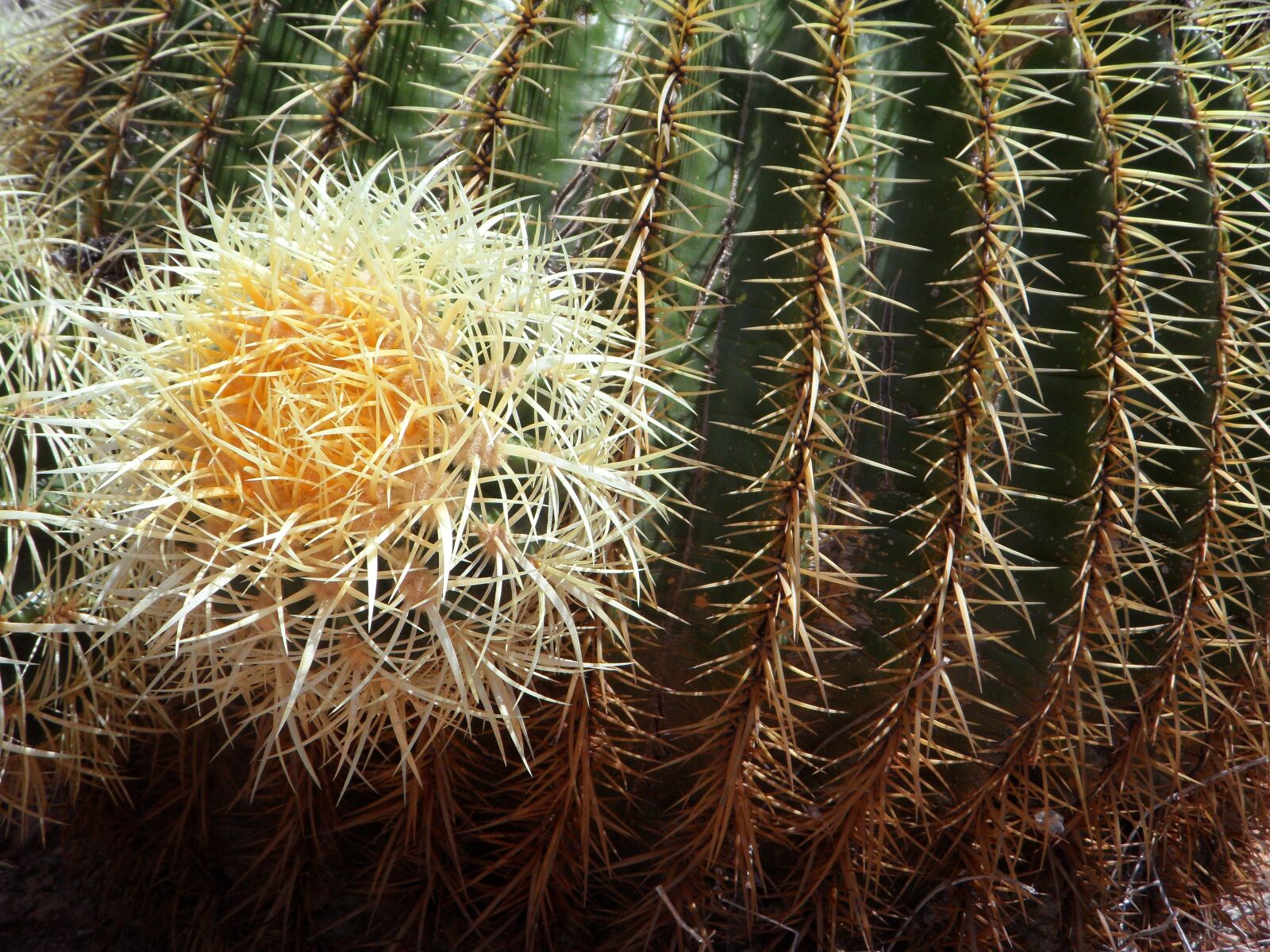Samsung VLUU WB210, SAMSUNG WB210 sample photo. Cactus, ball cactus, close photography