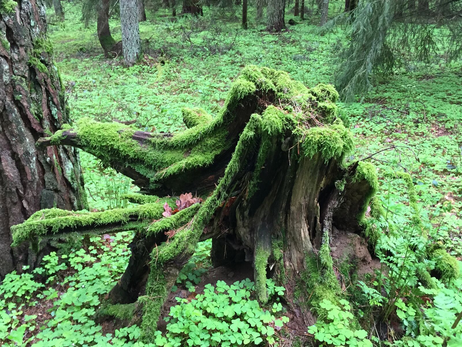 Apple iPhone 6 sample photo. Wald, wurzel, kleeblatter photography