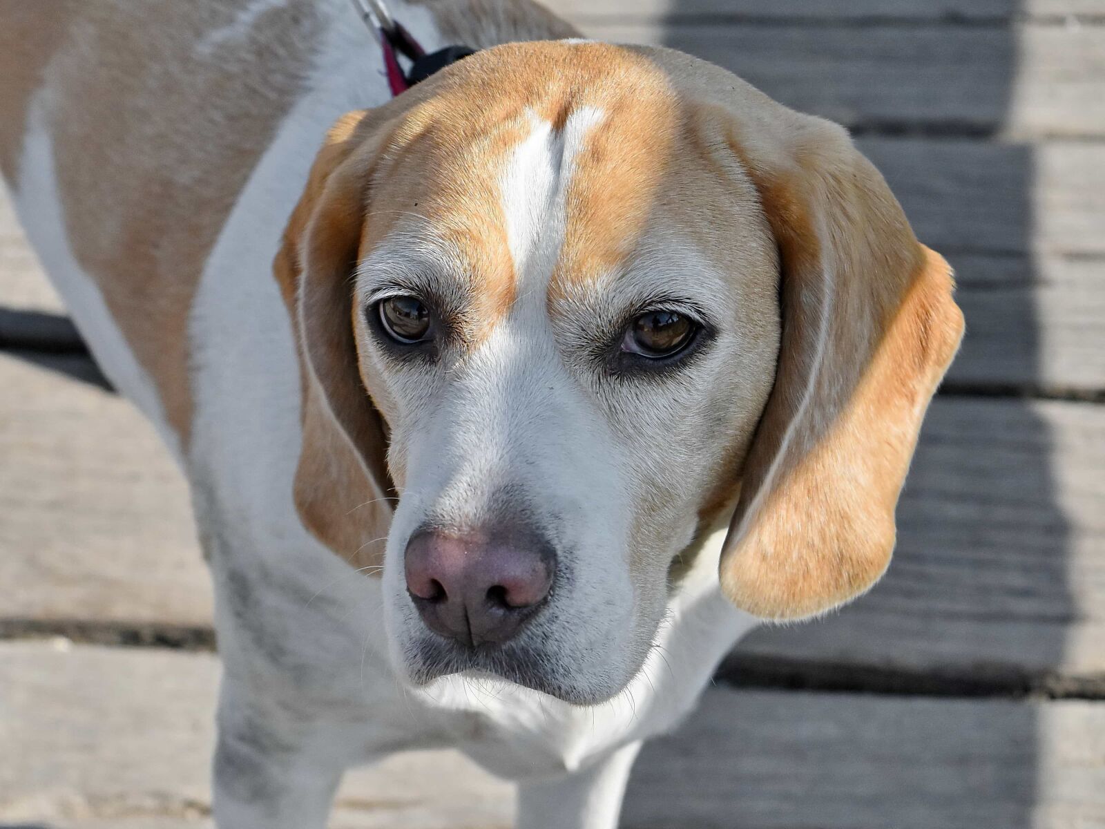 Nikon D5500 sample photo. Eyes, head, nose, pedigree photography