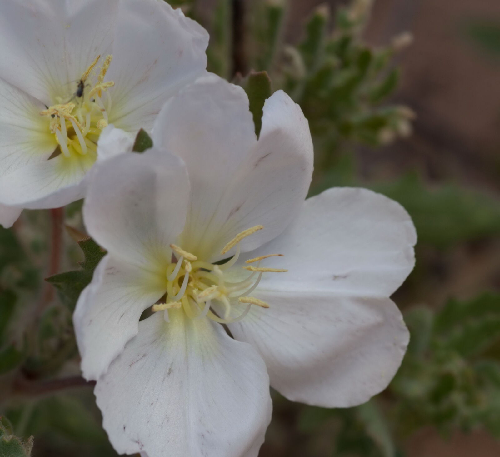 Canon EOS 5D Mark II sample photo. White, stem, evening primrose photography