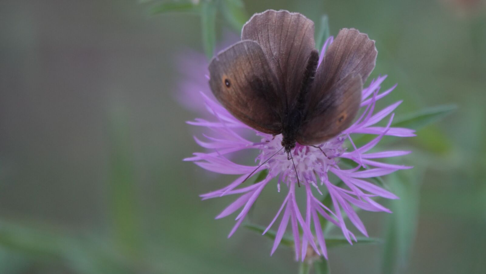 Sony Cyber-shot DSC-RX10 IV sample photo. Butterfly, flower, purple photography