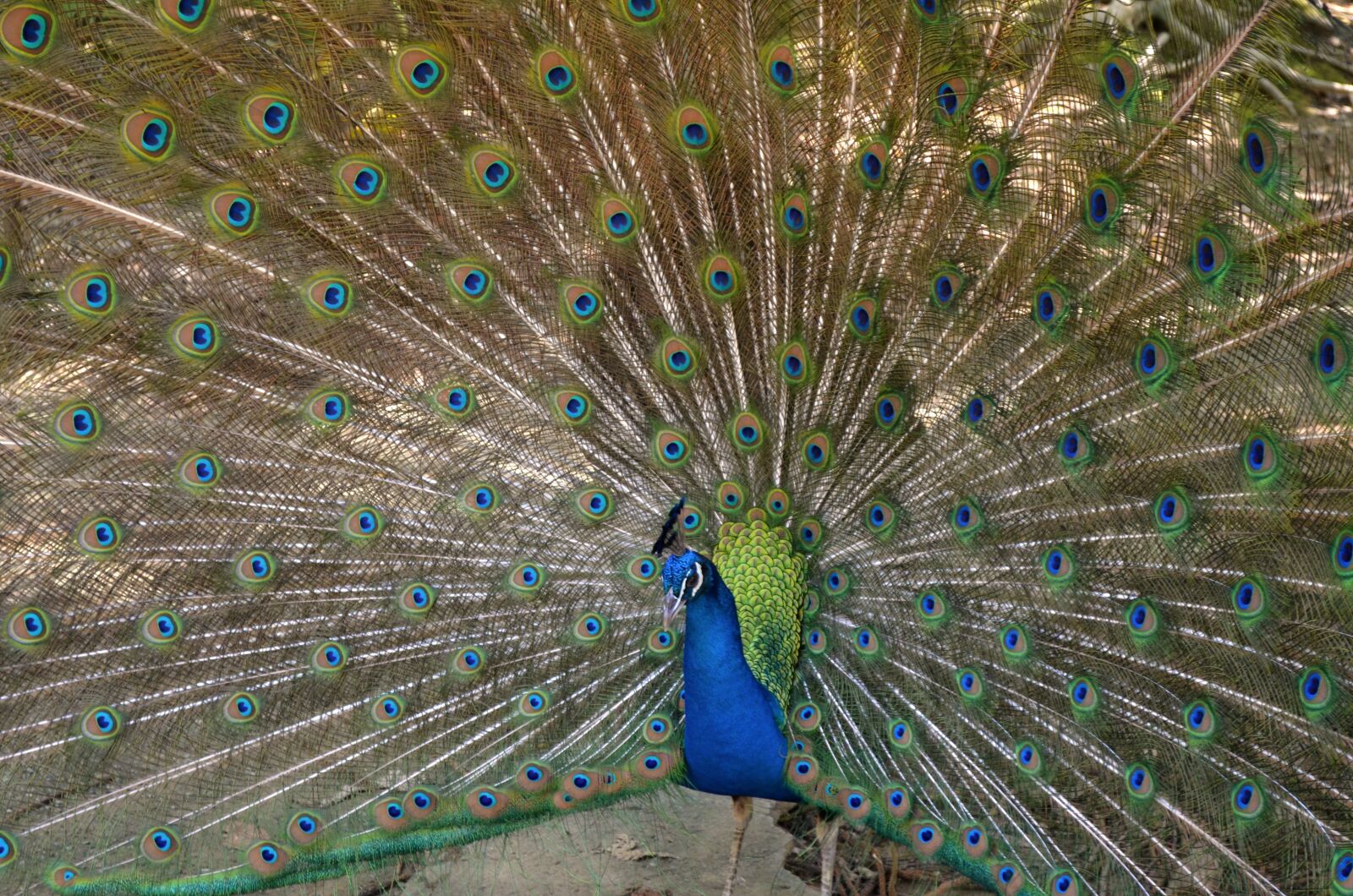 Nikon D5100 sample photo. Peacocks, peacock, bird photography