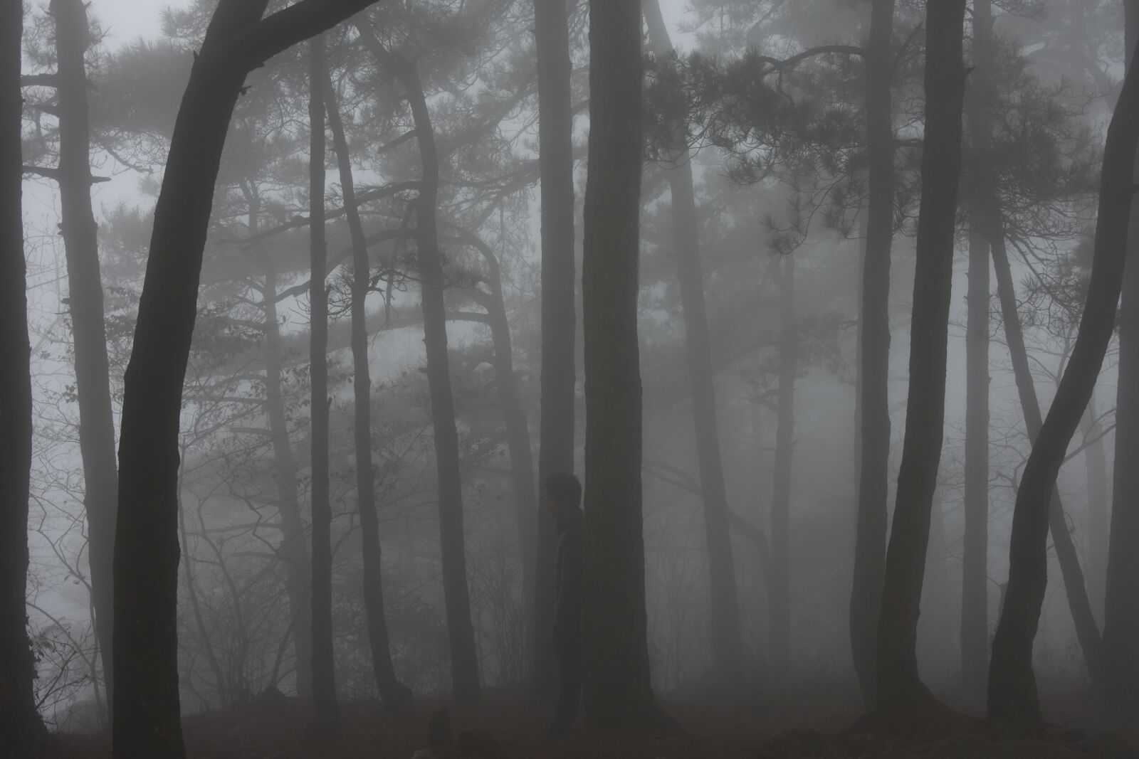 Nikon D3400 sample photo. Fog, lushan, woods photography