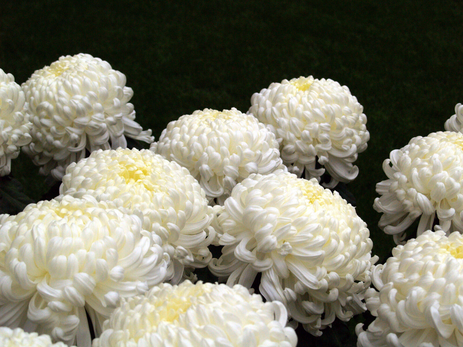 Olympus E-500 (EVOLT E-500) sample photo. Chrysanthemum, flowers, white photography
